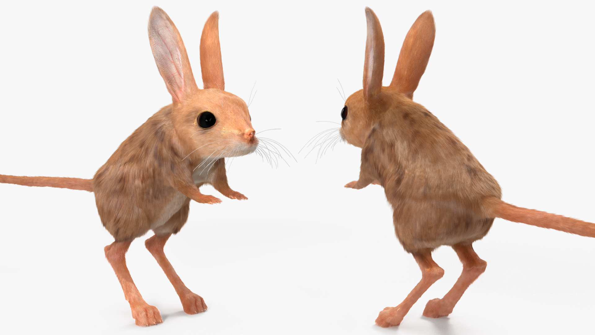 3D Long Eared Jerboa Fur