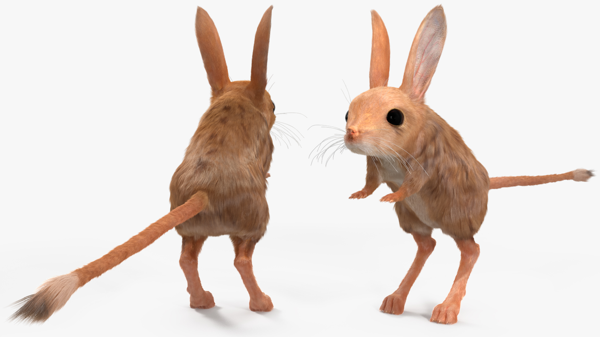 3D Long Eared Jerboa Fur