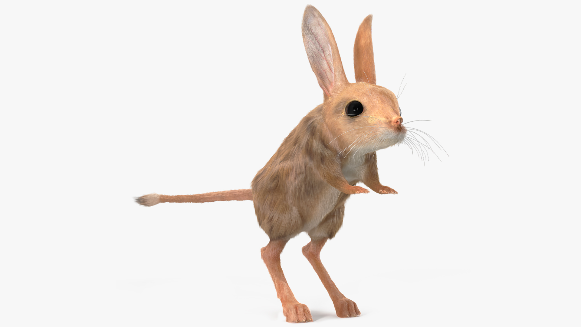 3D Long Eared Jerboa Fur