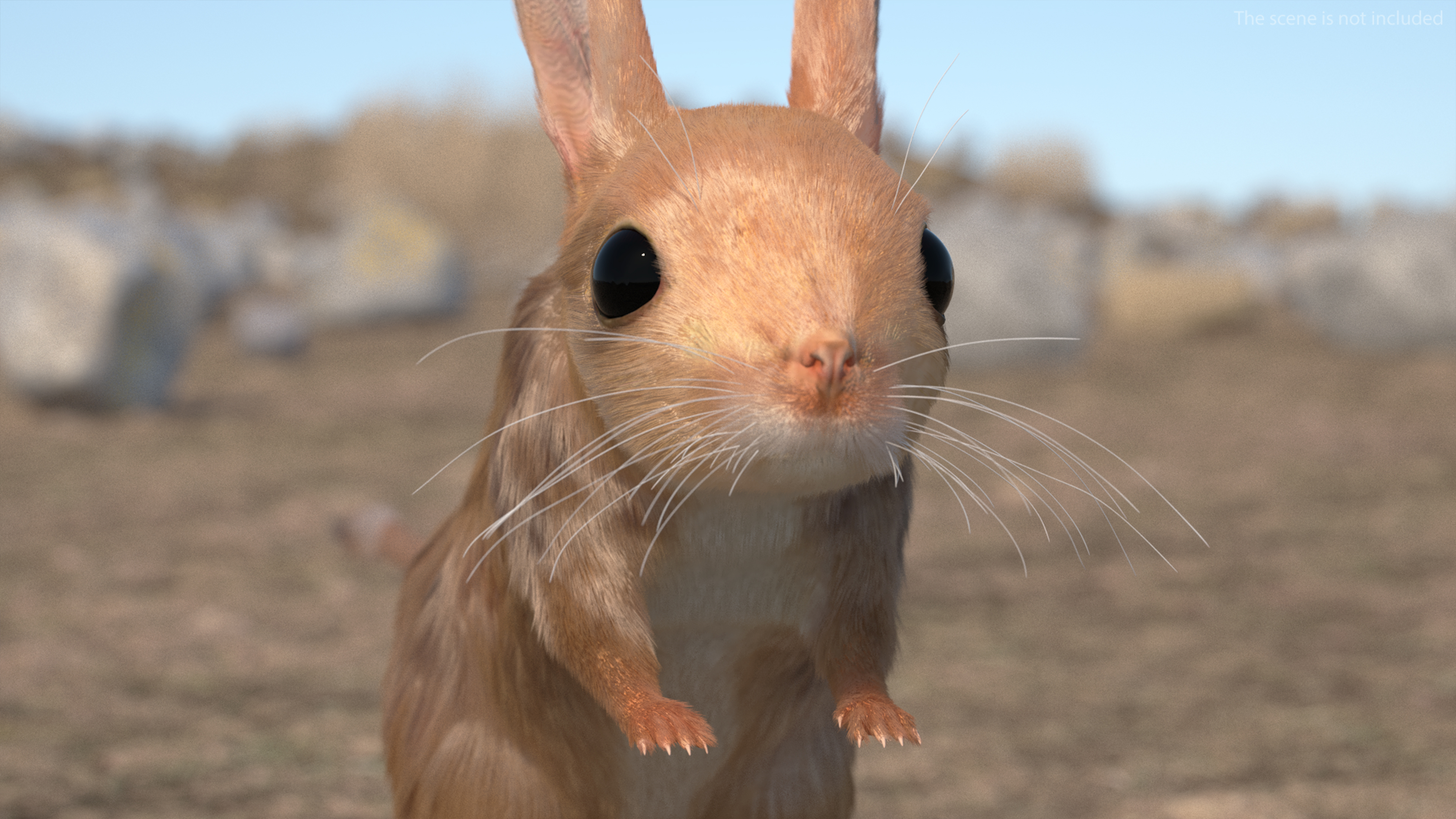 3D Long Eared Jerboa Fur