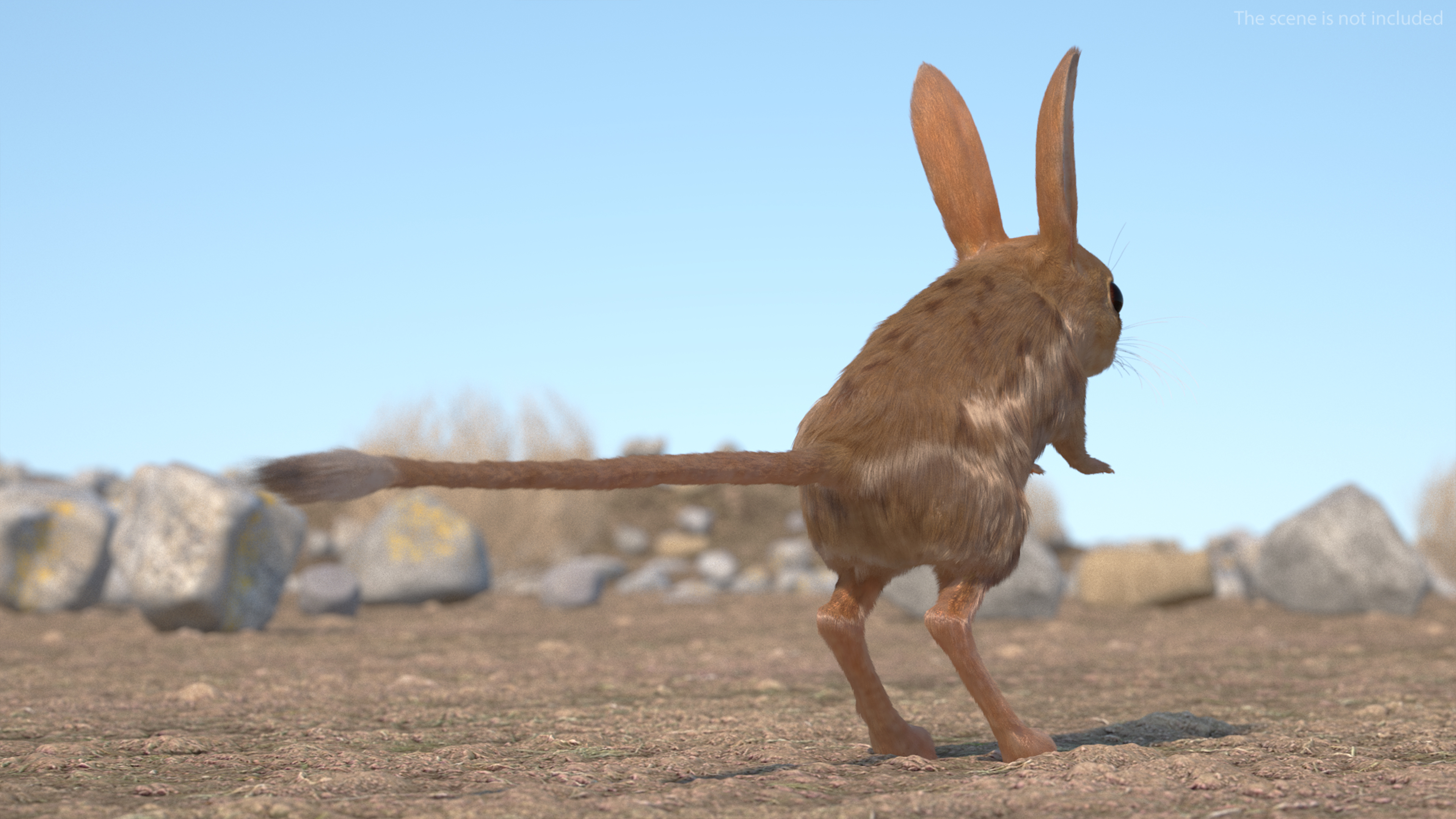 3D Long Eared Jerboa Fur