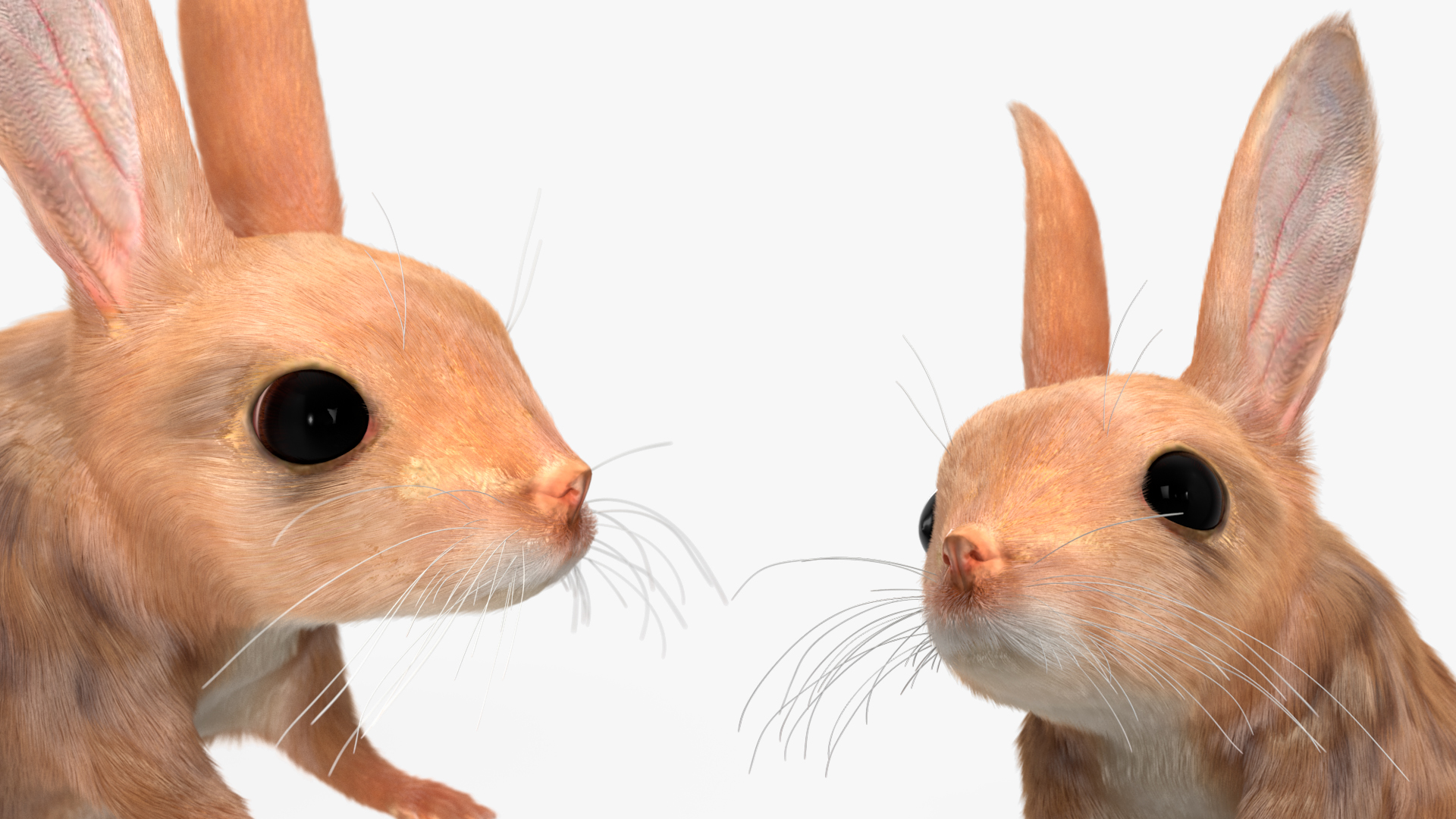 3D Long Eared Jerboa Fur