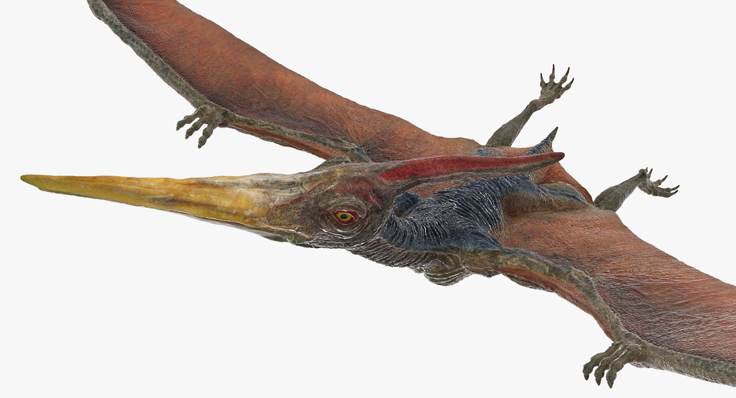 Pteranodon Flying Pose 3D