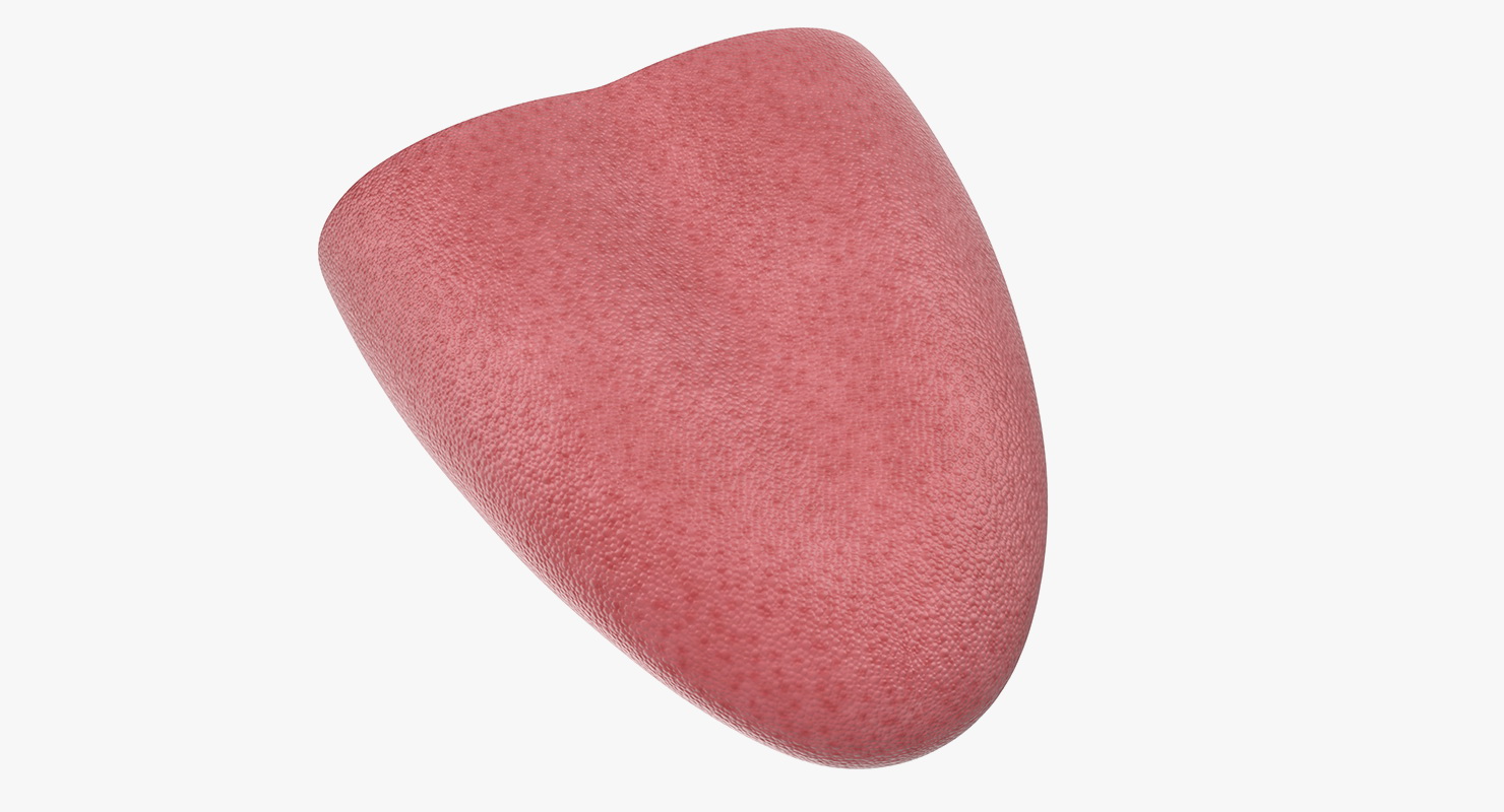 3D model Tongue Medical Model