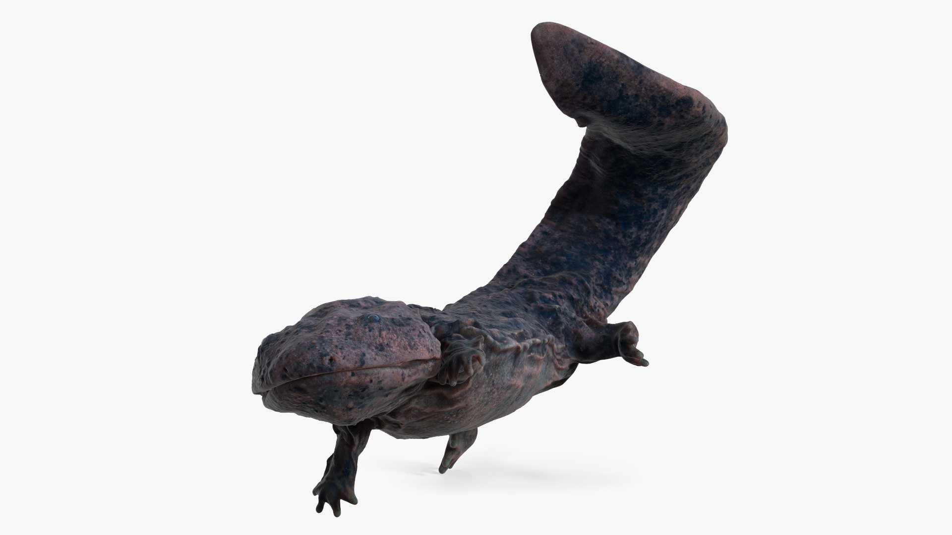 3D model Giant Salamander Dark Swimming