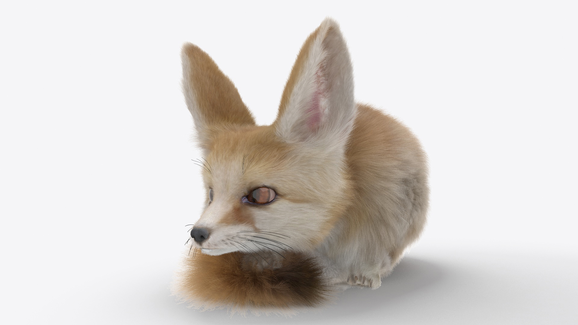 Smallest Fox Species Fennec Lying Pose Fur 3D