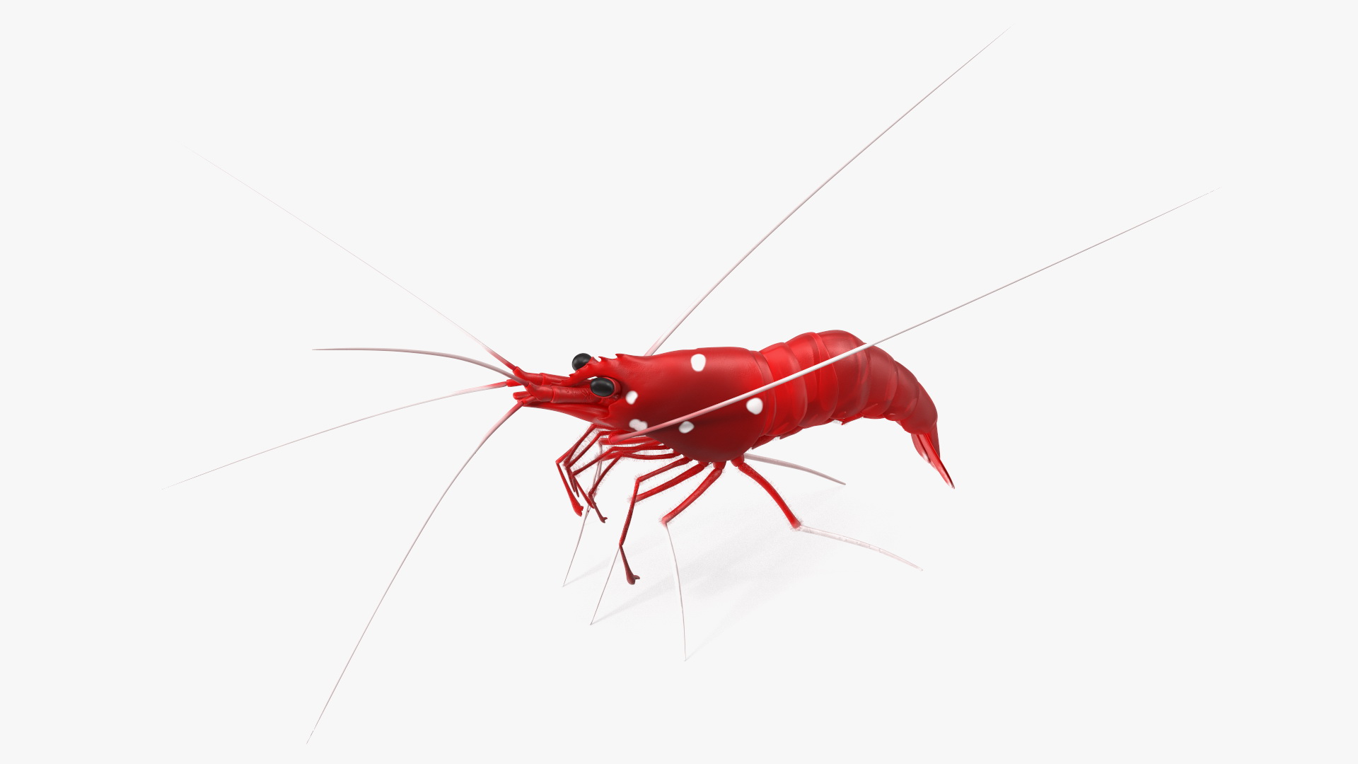 3D Red Blood Cleaner Shrimp Fur model