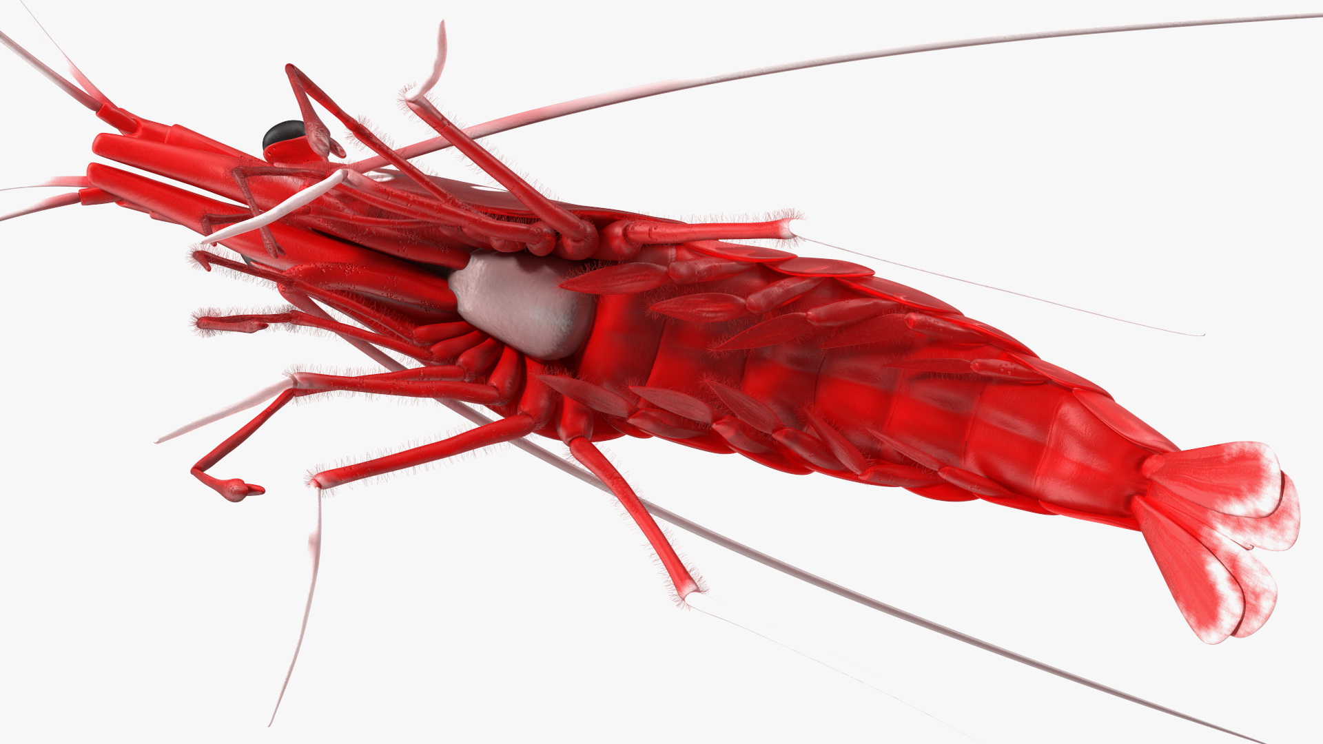 3D Red Blood Cleaner Shrimp Fur model