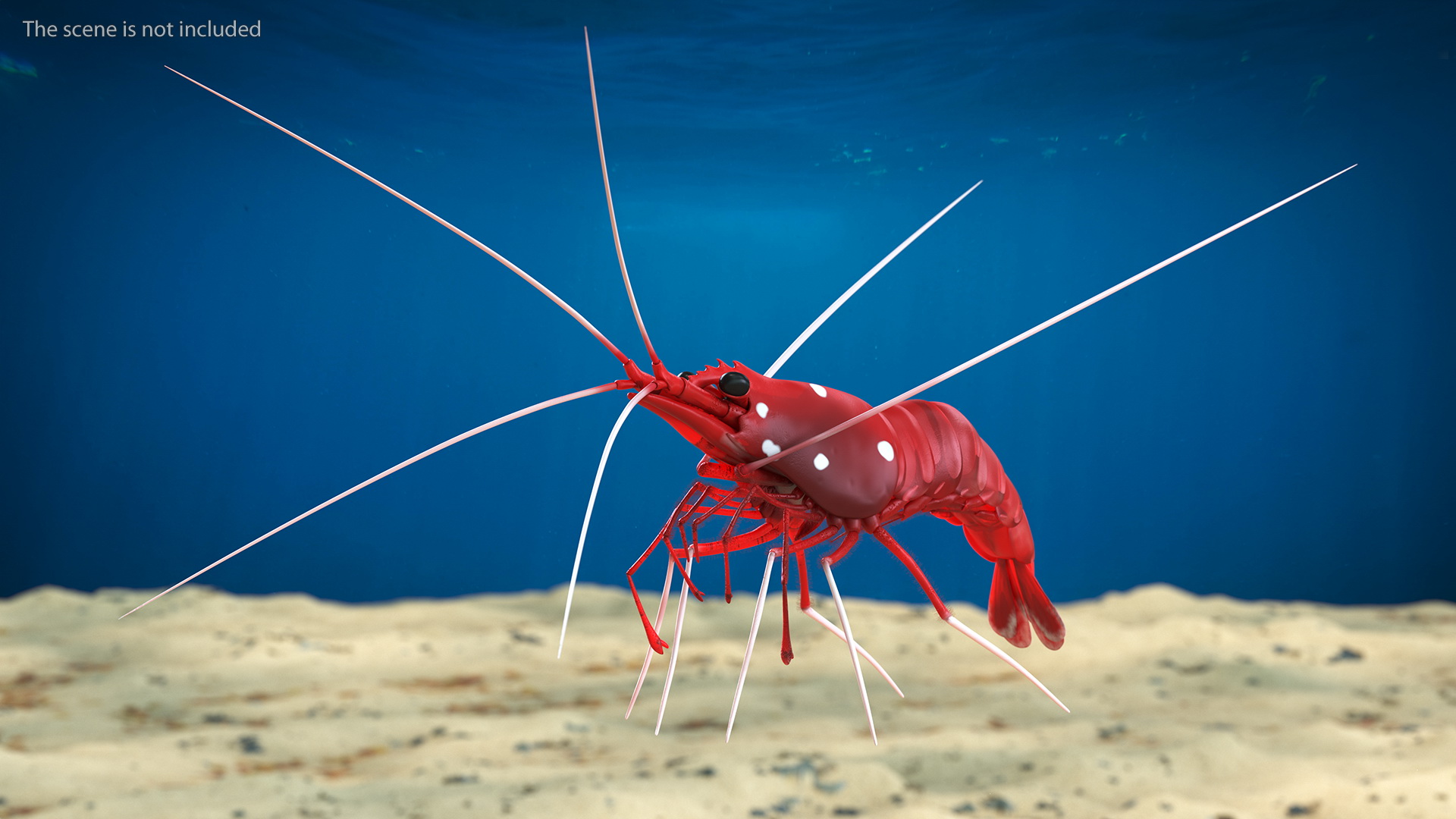 3D Red Blood Cleaner Shrimp Fur model