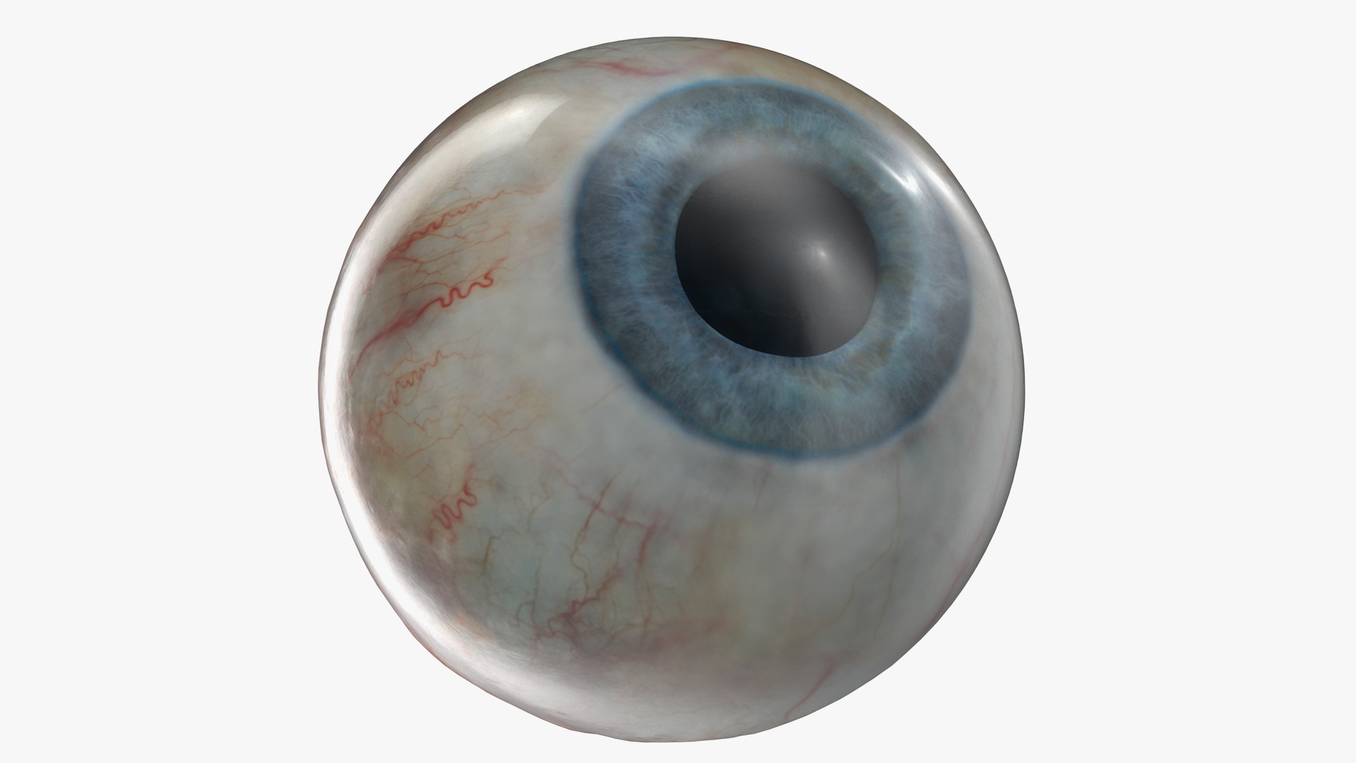 Human Eye 3D model