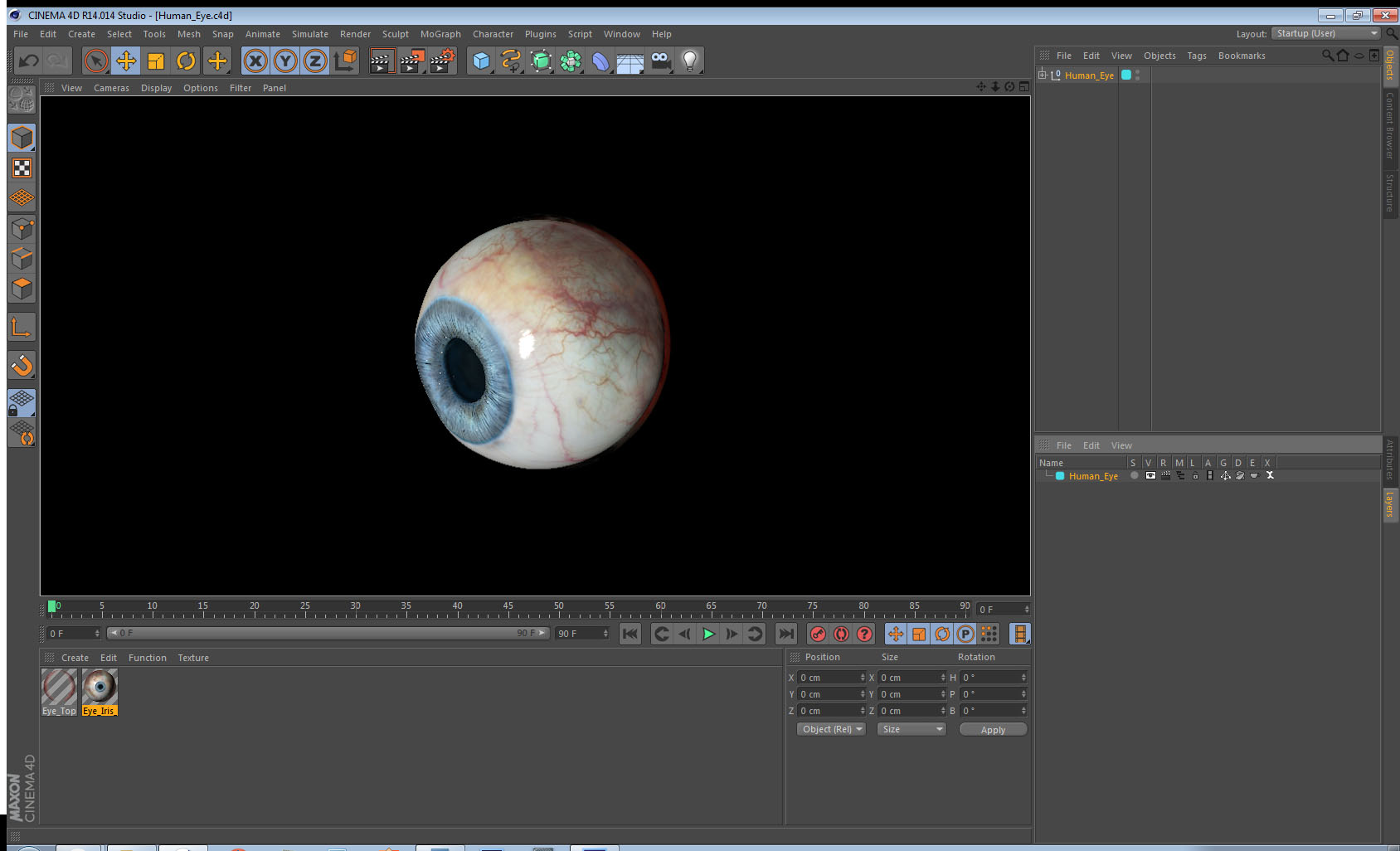 Human Eye 3D model