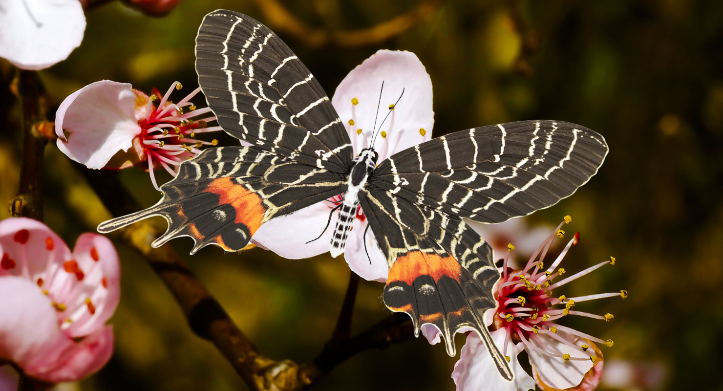 3D Bhutan Glory Butterfly with Fur