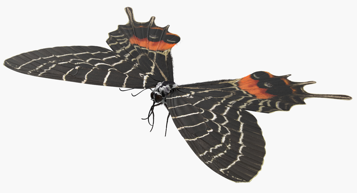 3D Bhutan Glory Butterfly with Fur