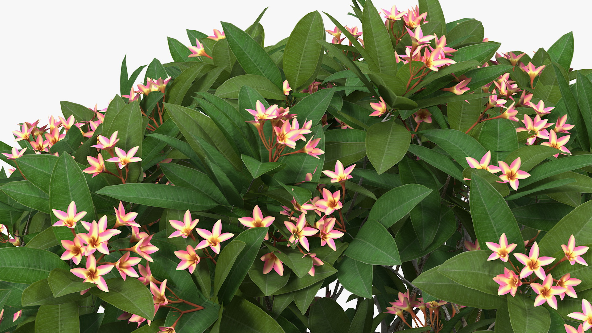 Plumeria Frangipani Tree Pink Flowers 3D