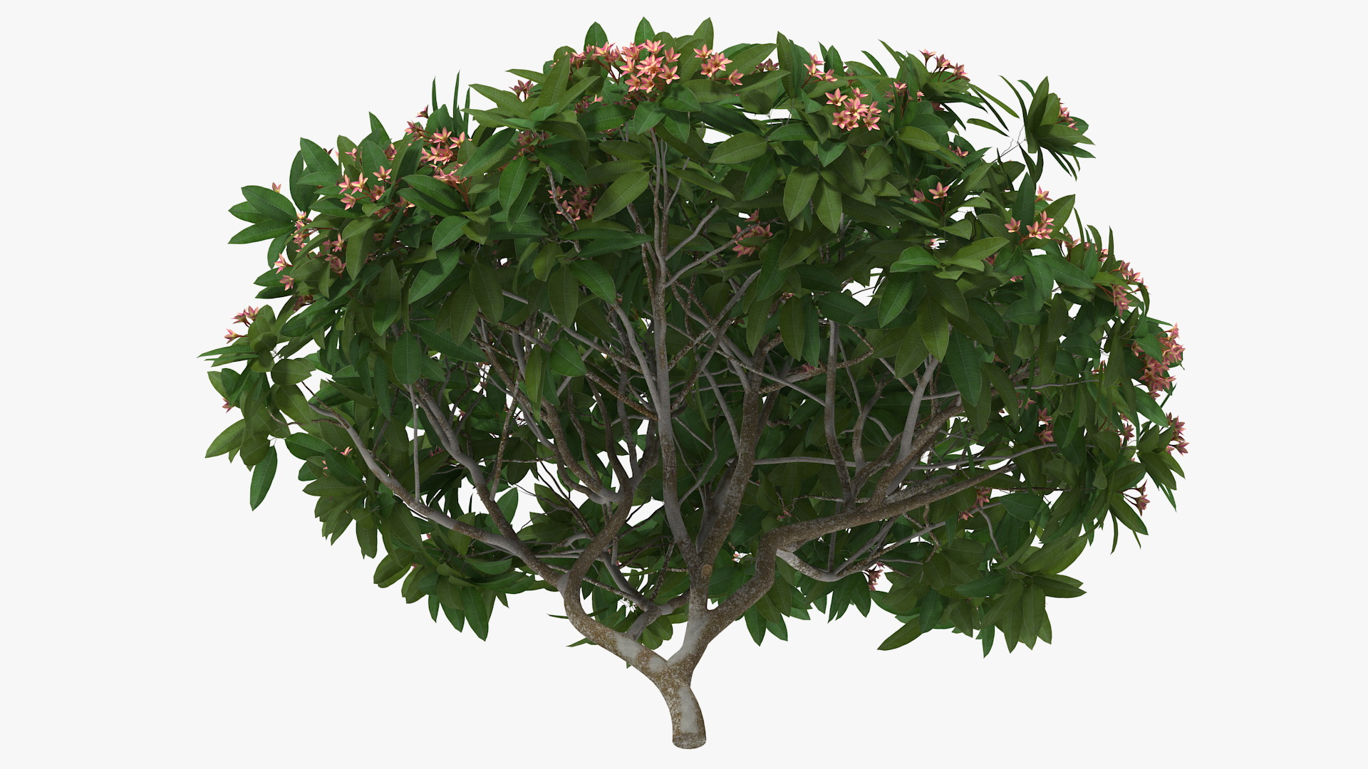 Plumeria Frangipani Tree Pink Flowers 3D