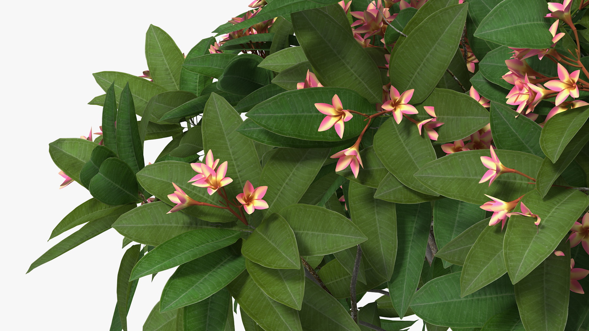 Plumeria Frangipani Tree Pink Flowers 3D