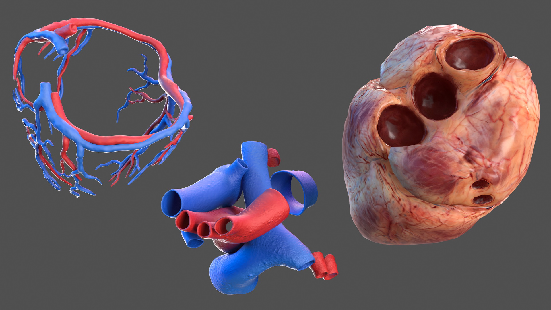 3D Human Heart and Bronchi model