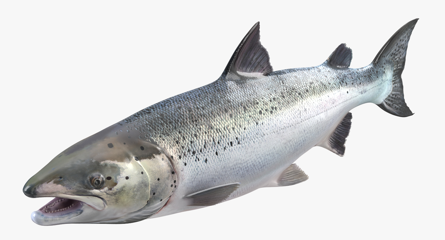 Atlantic Salmon Fish Rigged 3D