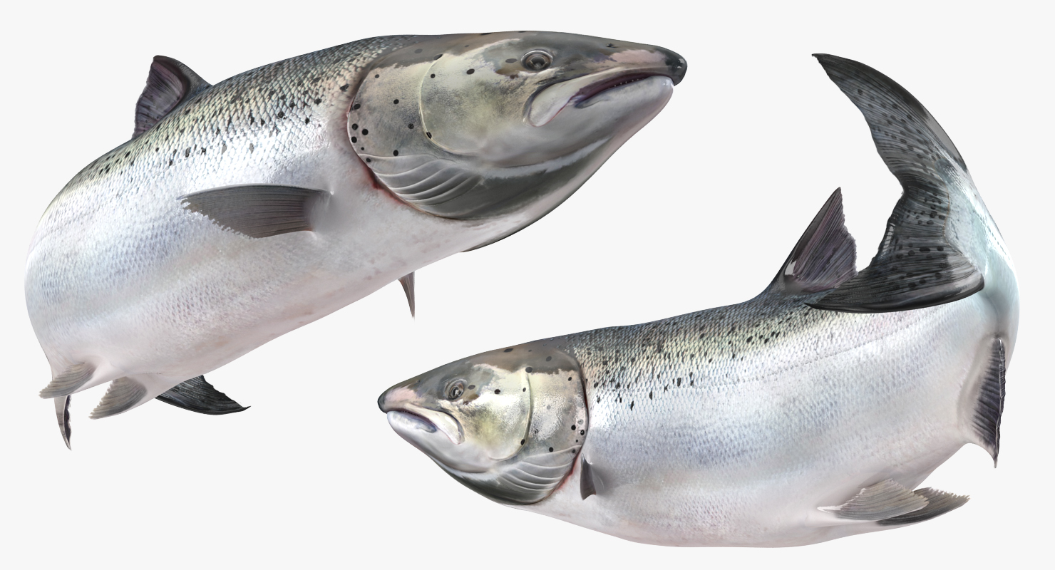 Atlantic Salmon Fish Rigged 3D