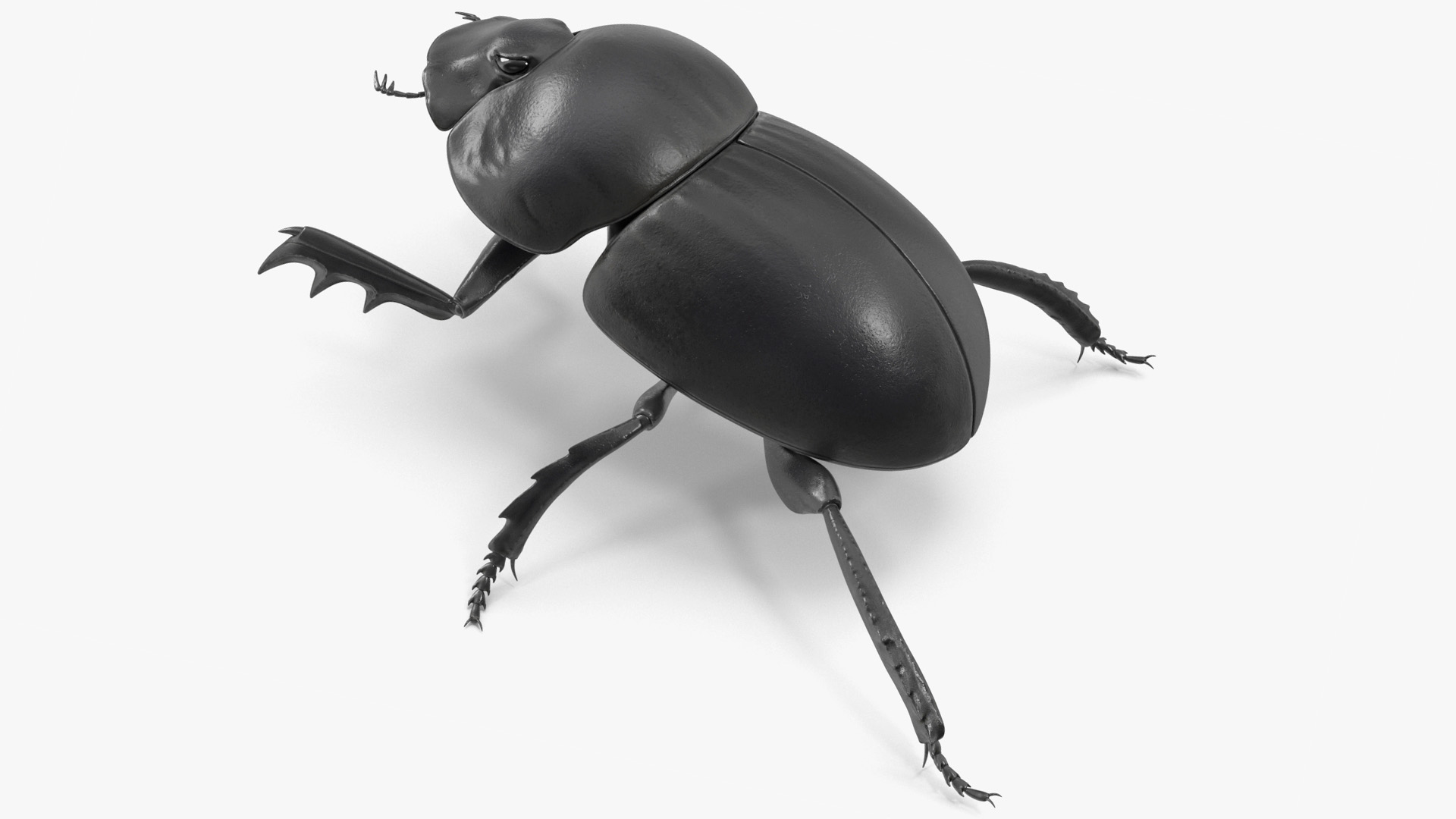 Roller Beetle Rigged for Cinema 4D 3D model