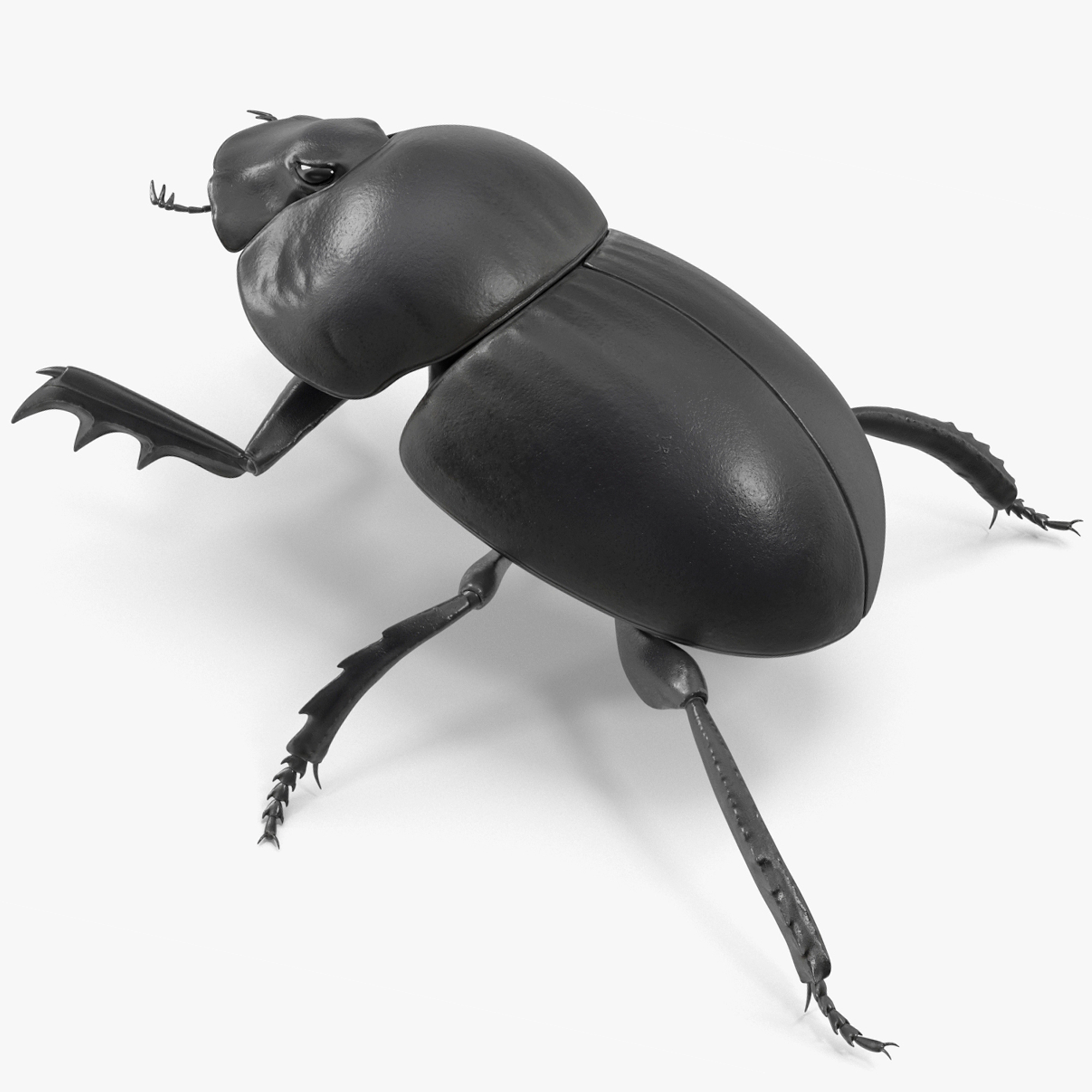 Roller Beetle Rigged for Cinema 4D 3D model