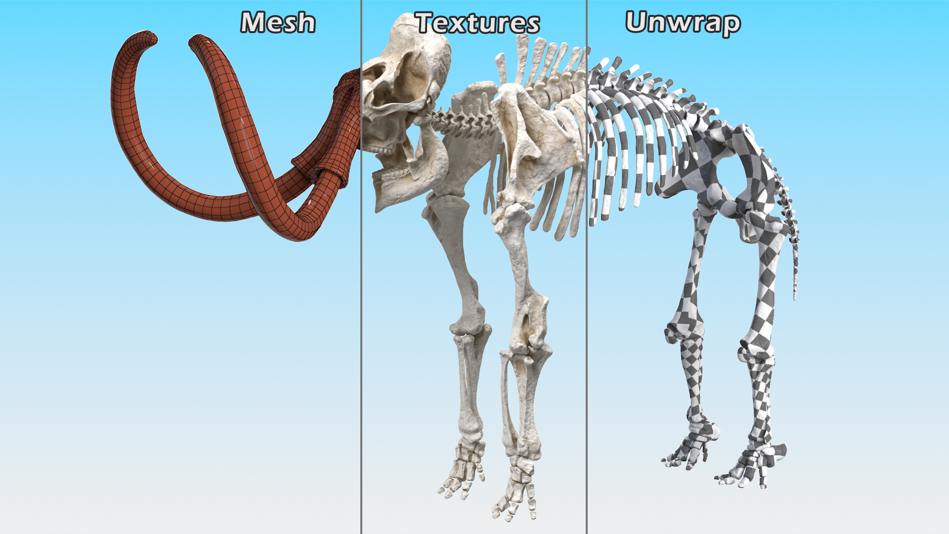 3D Mammoth Skeleton Clean Bones model