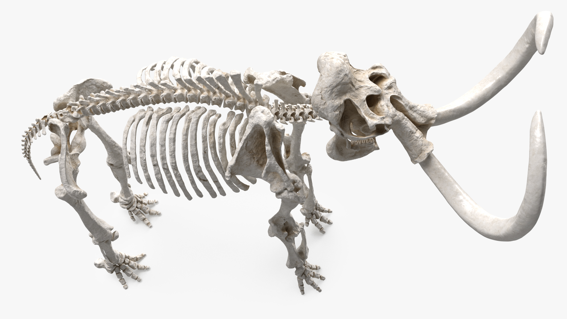 3D Mammoth Skeleton Clean Bones model