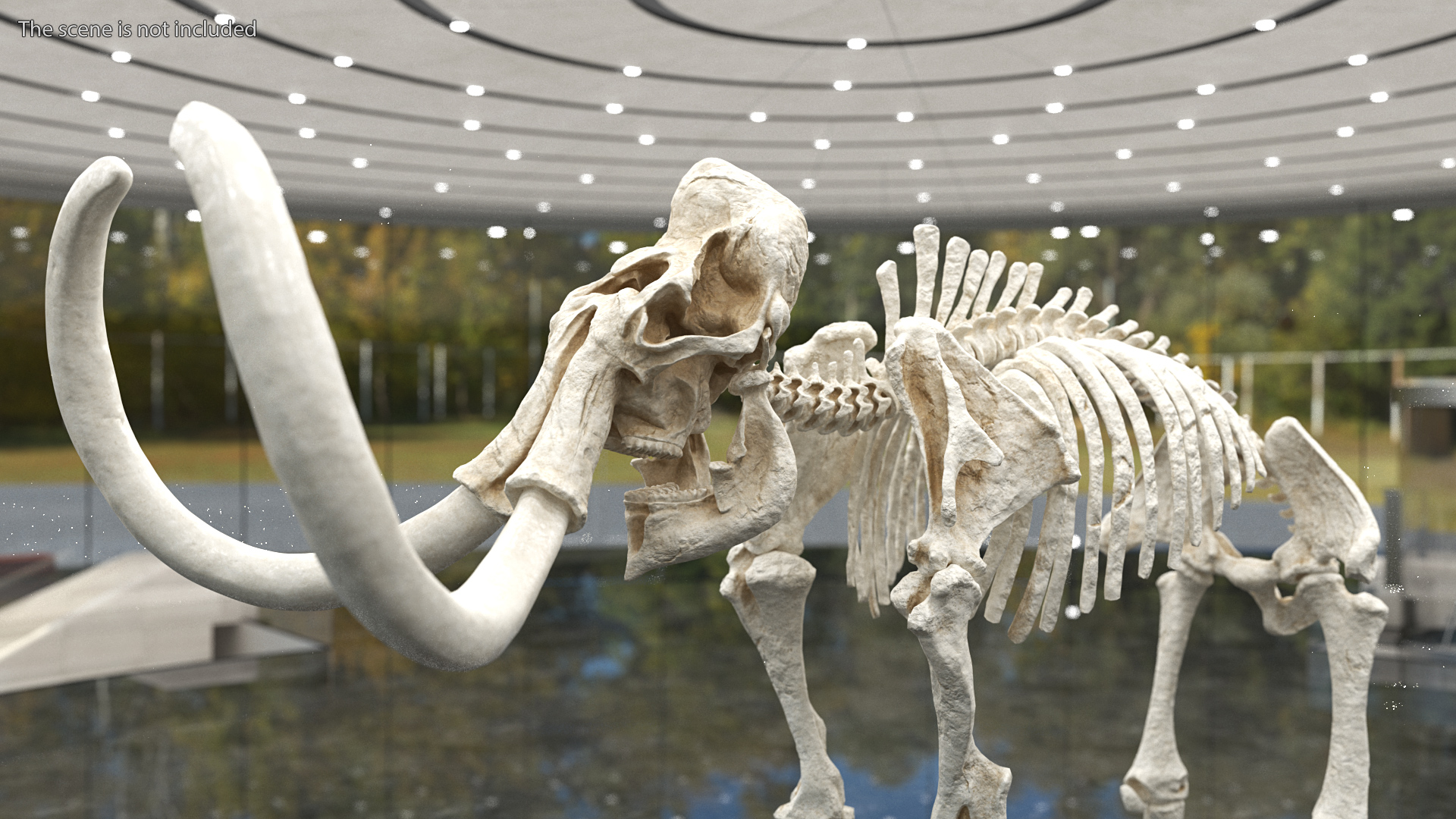 3D Mammoth Skeleton Clean Bones model