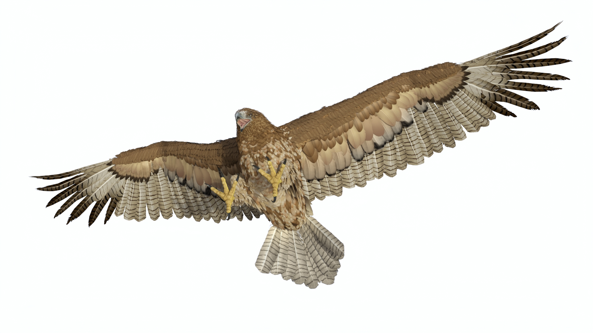 Realistic Gurney Eagle Rigged 3D model