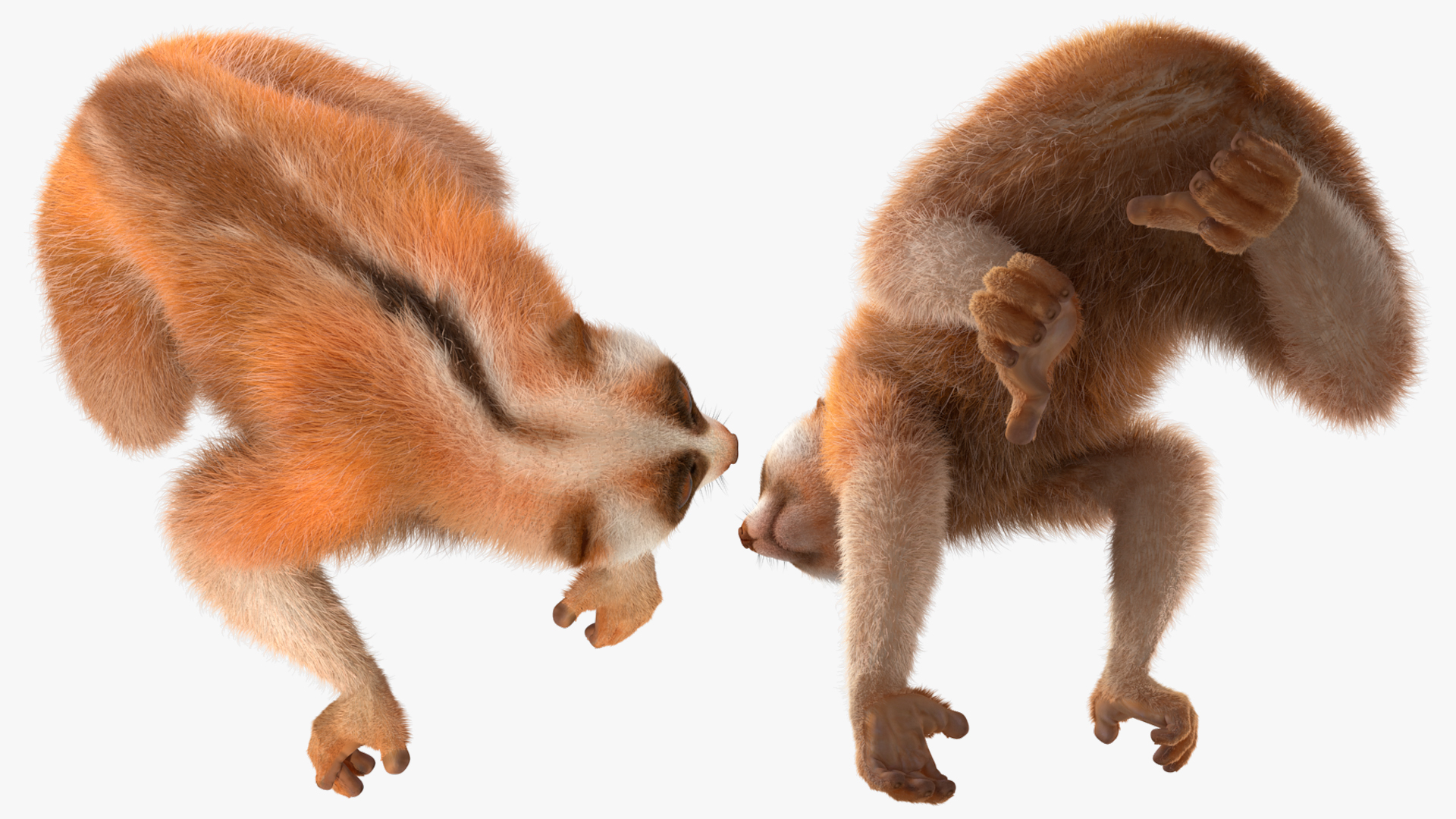 3D Slow Loris Fur Rigged