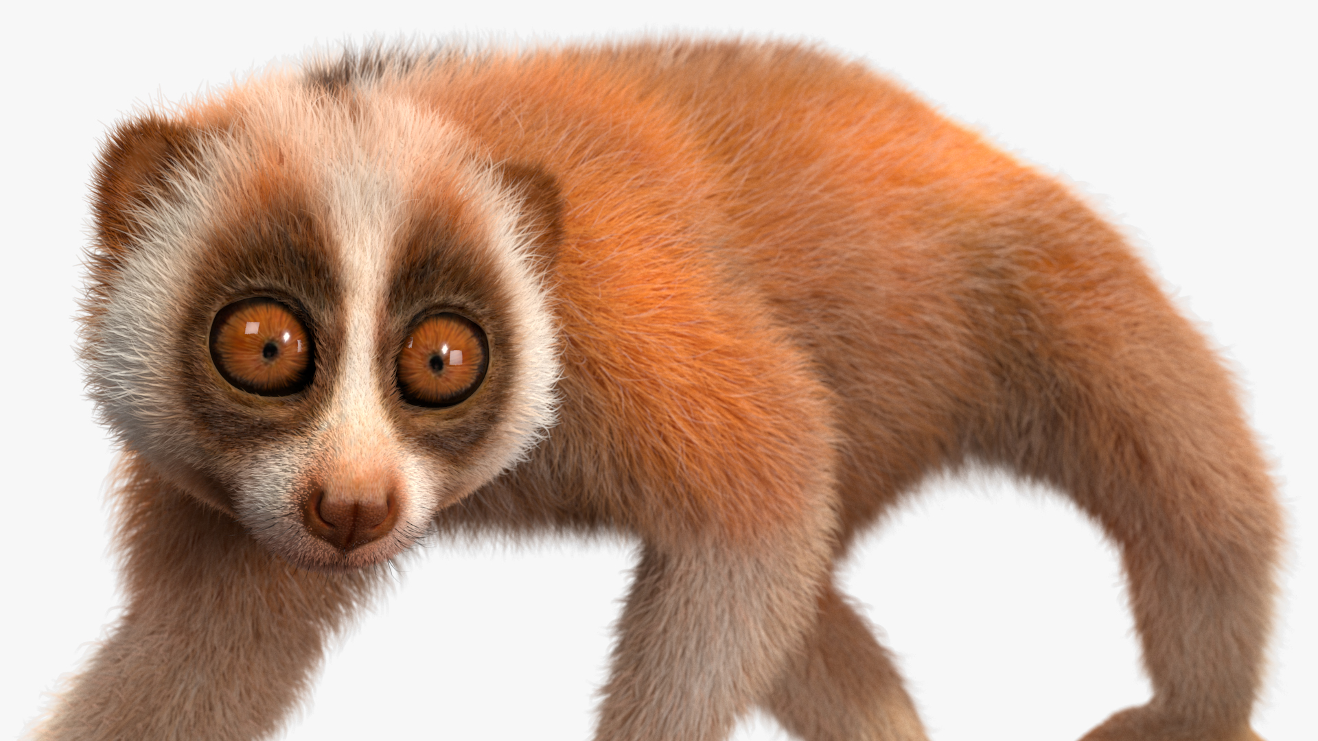 3D Slow Loris Fur Rigged