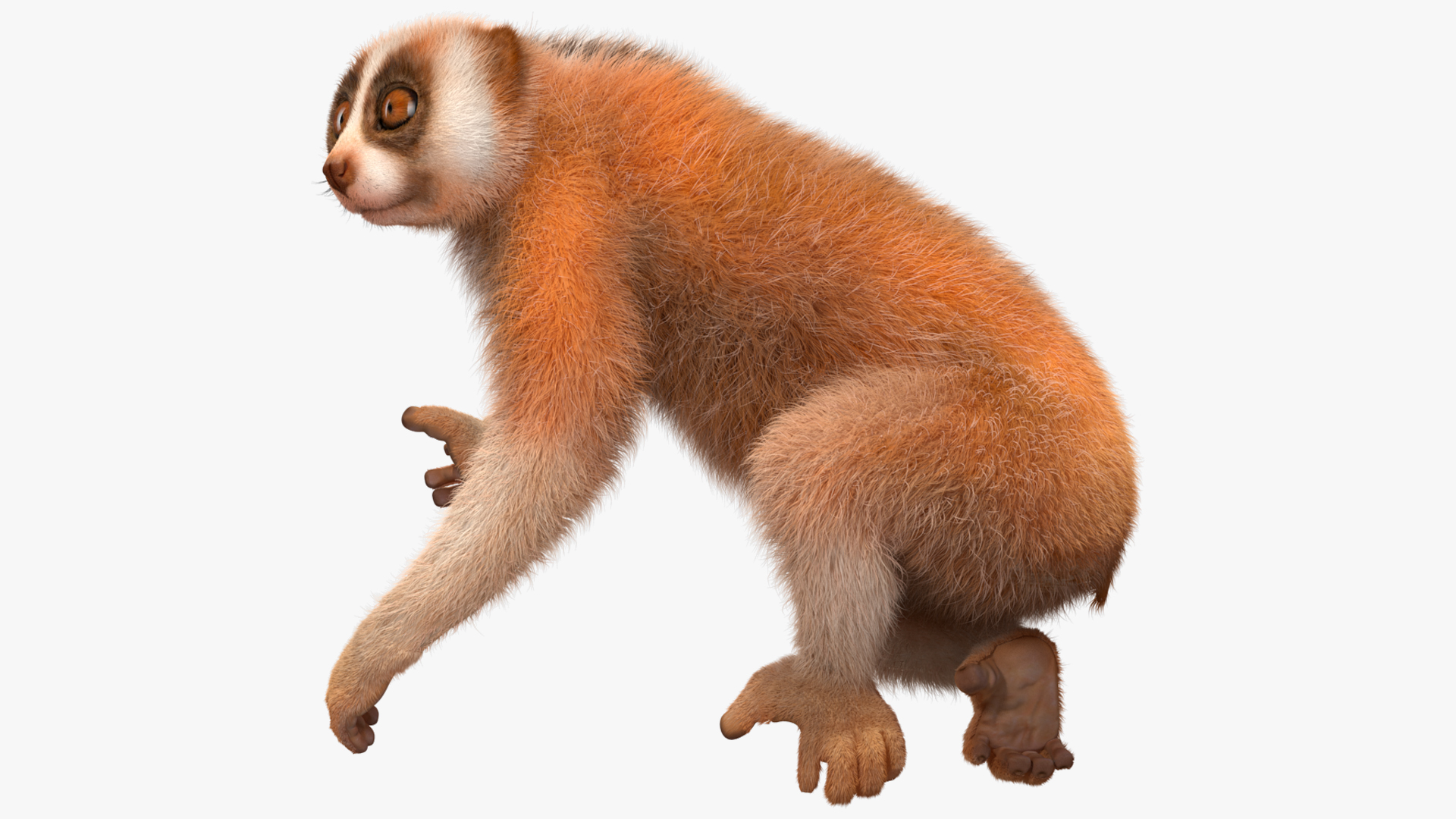 3D Slow Loris Fur Rigged