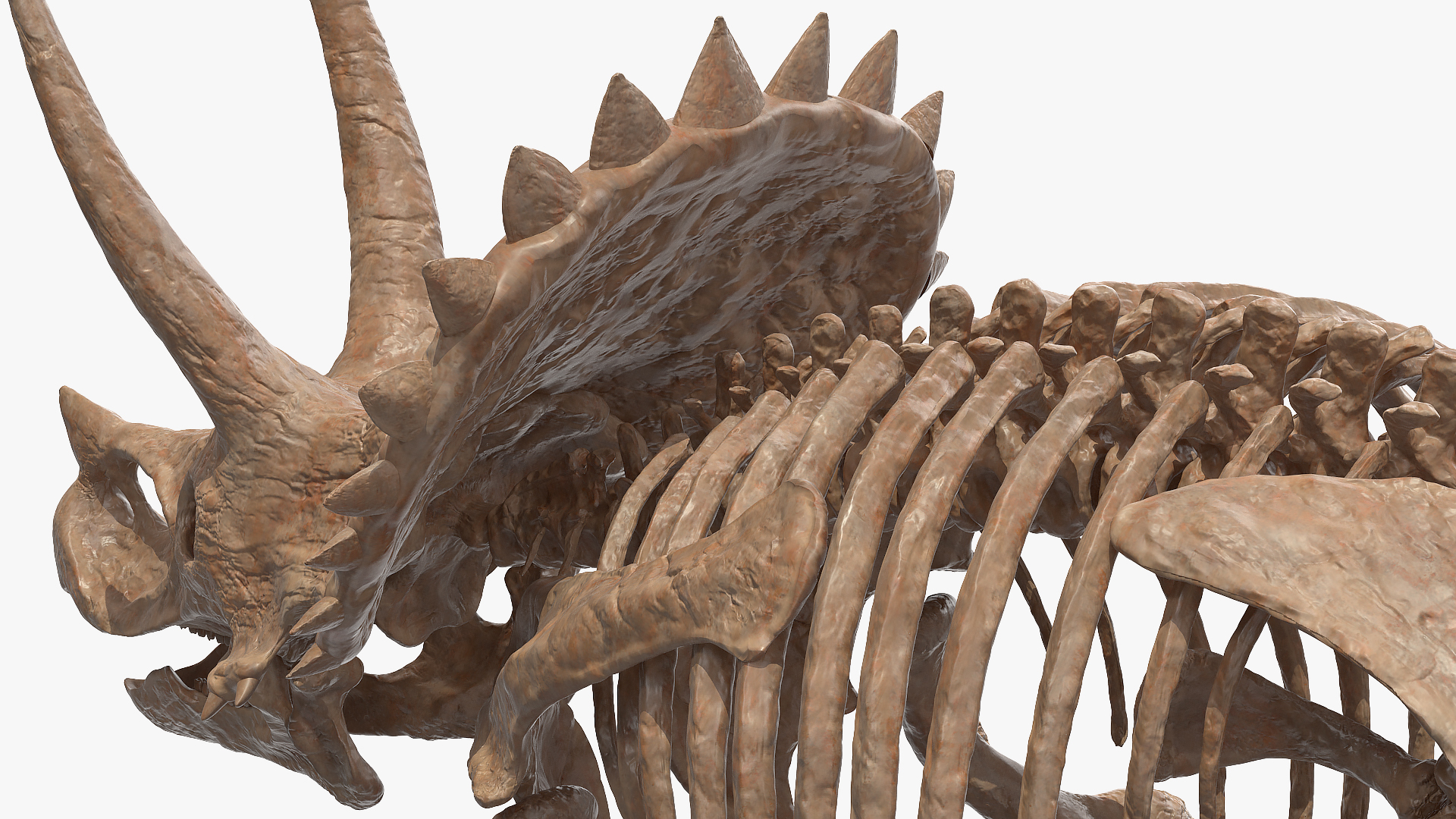 Triceratops Skeleton Fossil 3D