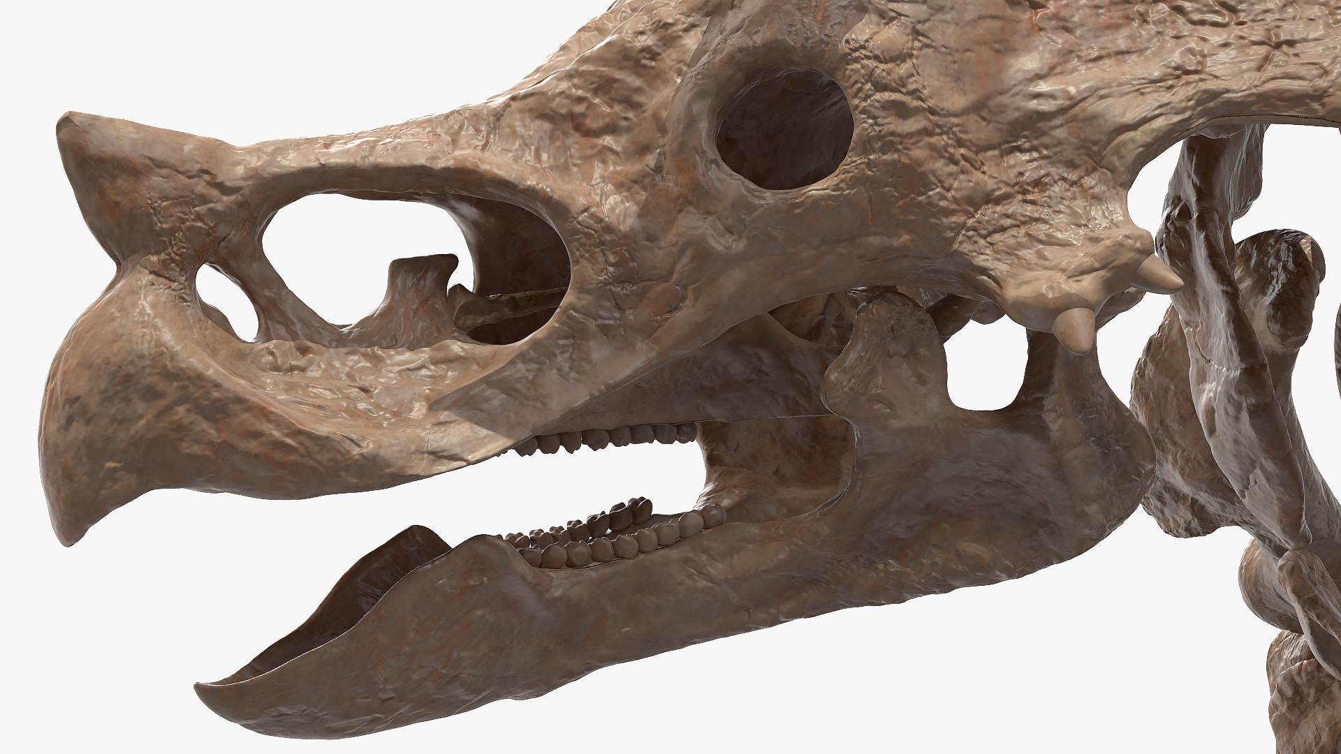 Triceratops Skeleton Fossil 3D