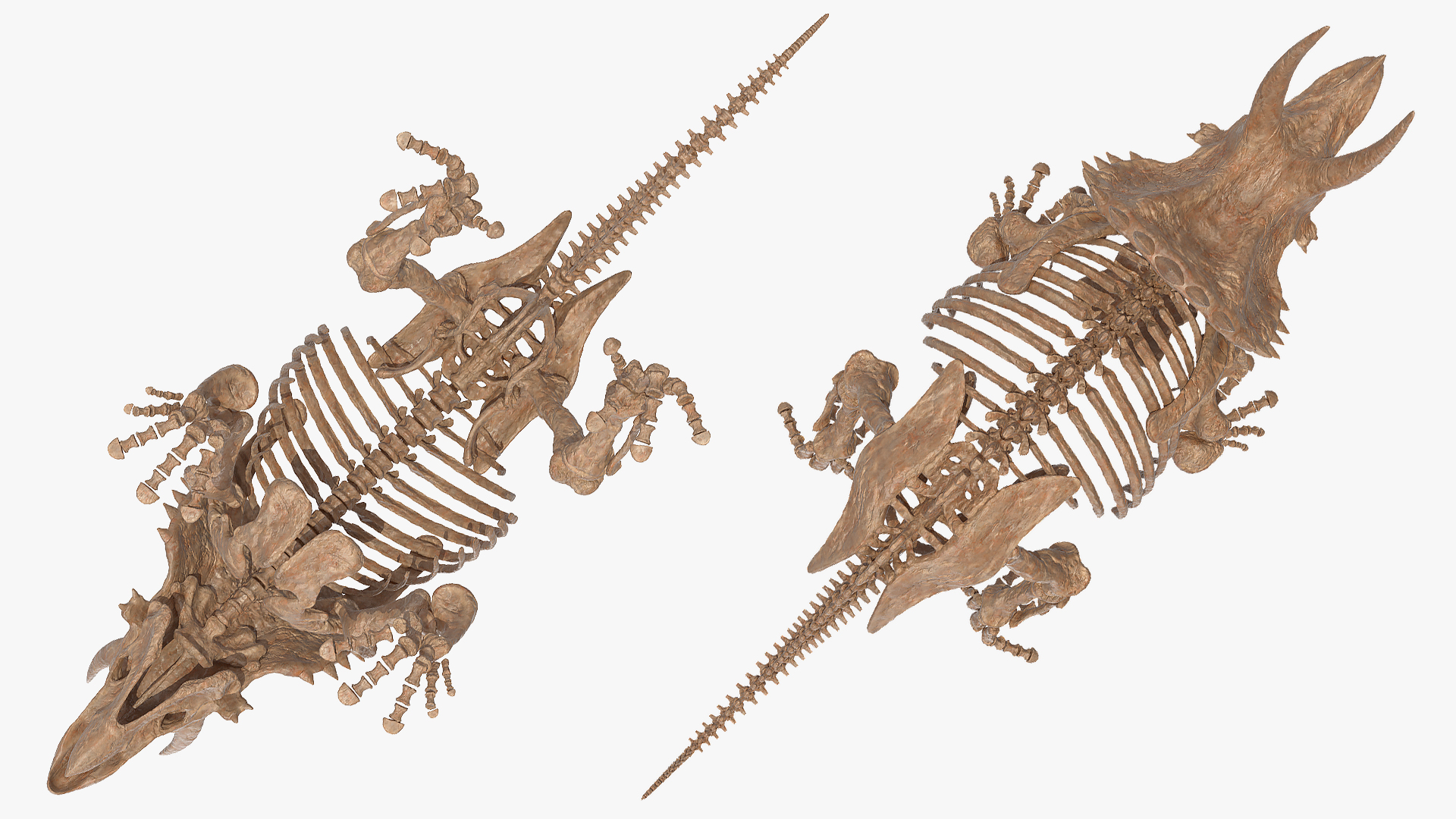 Triceratops Skeleton Fossil 3D