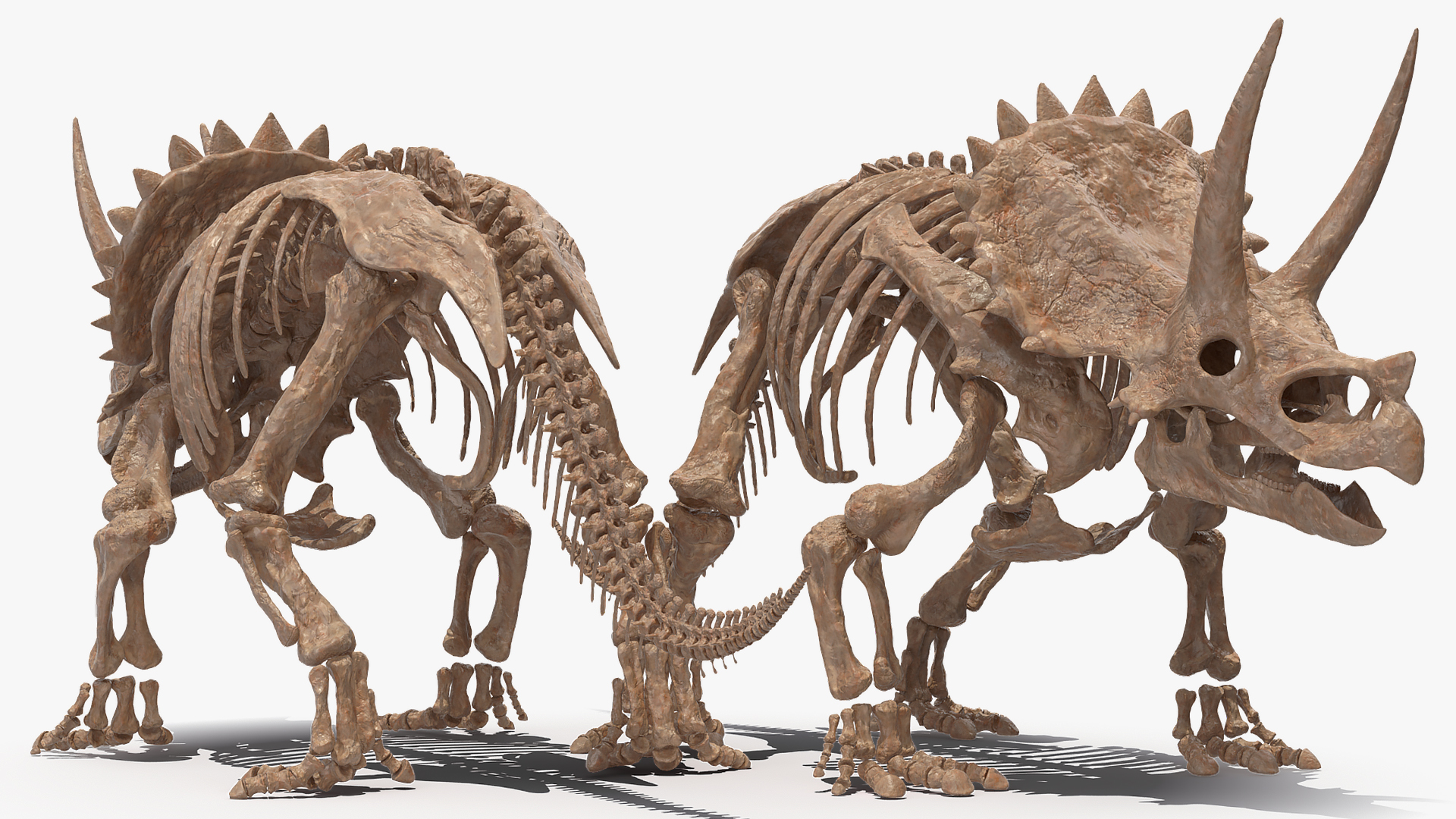 Triceratops Skeleton Fossil 3D