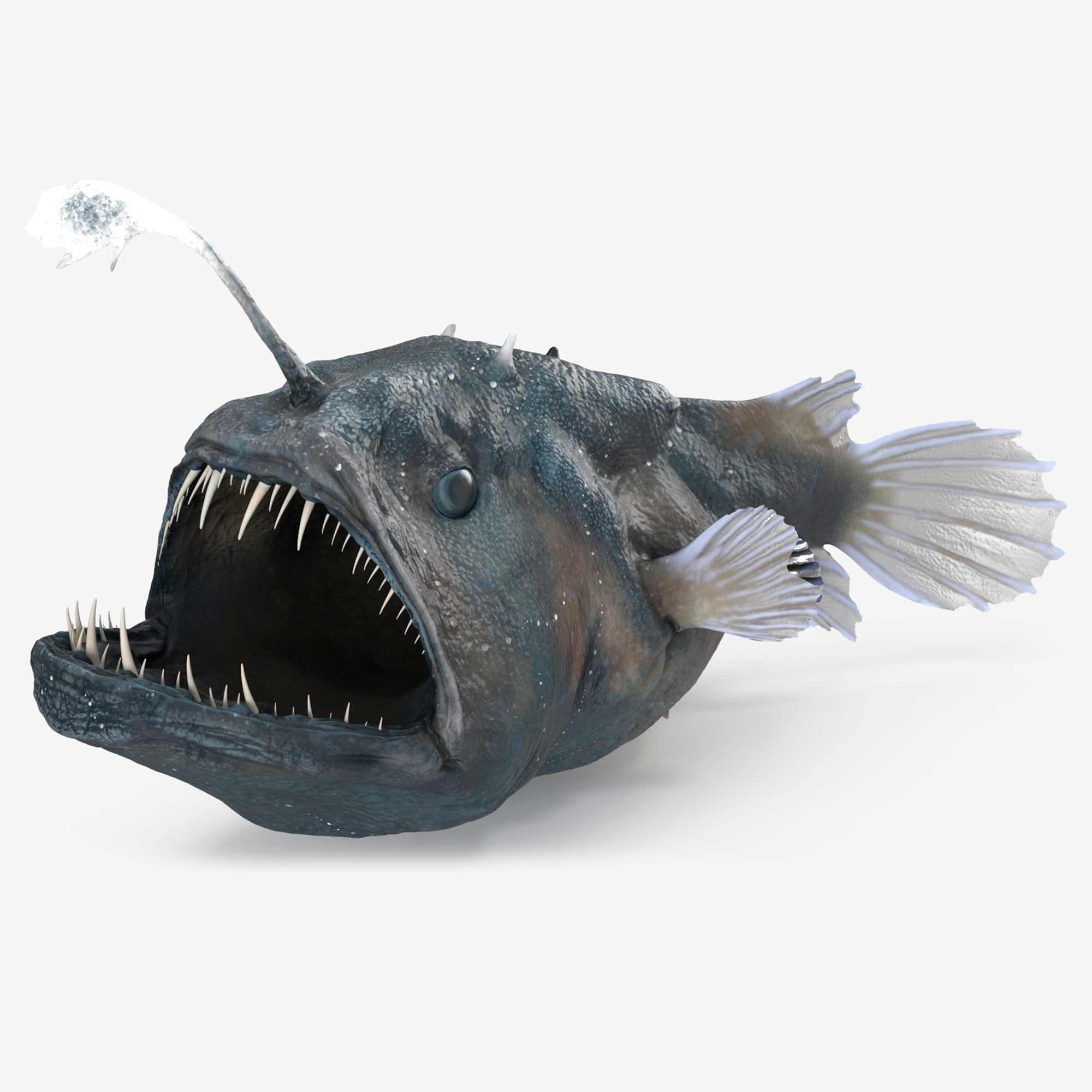 3D Anglerfish Rigged for Maya