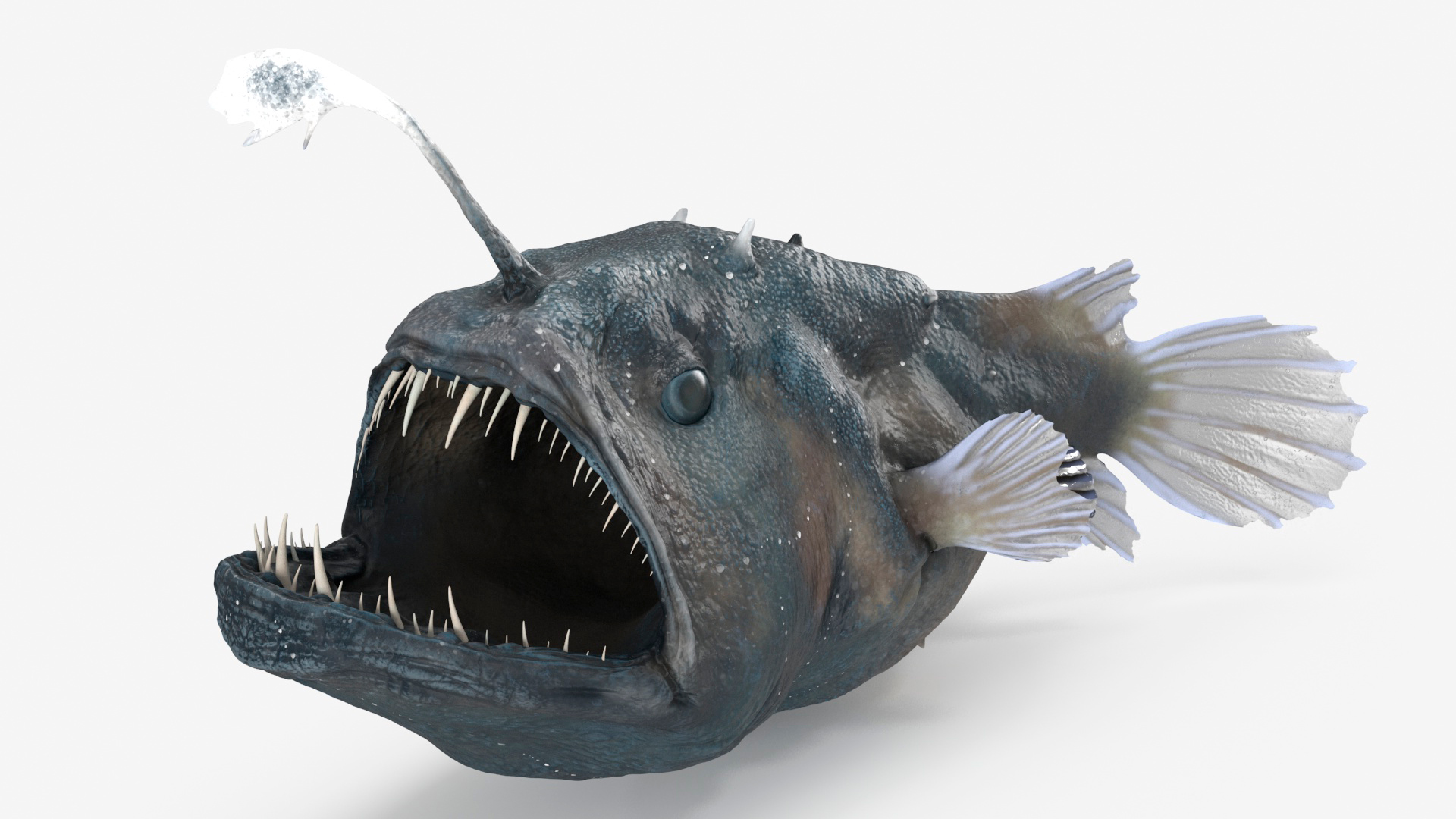 3D Anglerfish Rigged for Maya