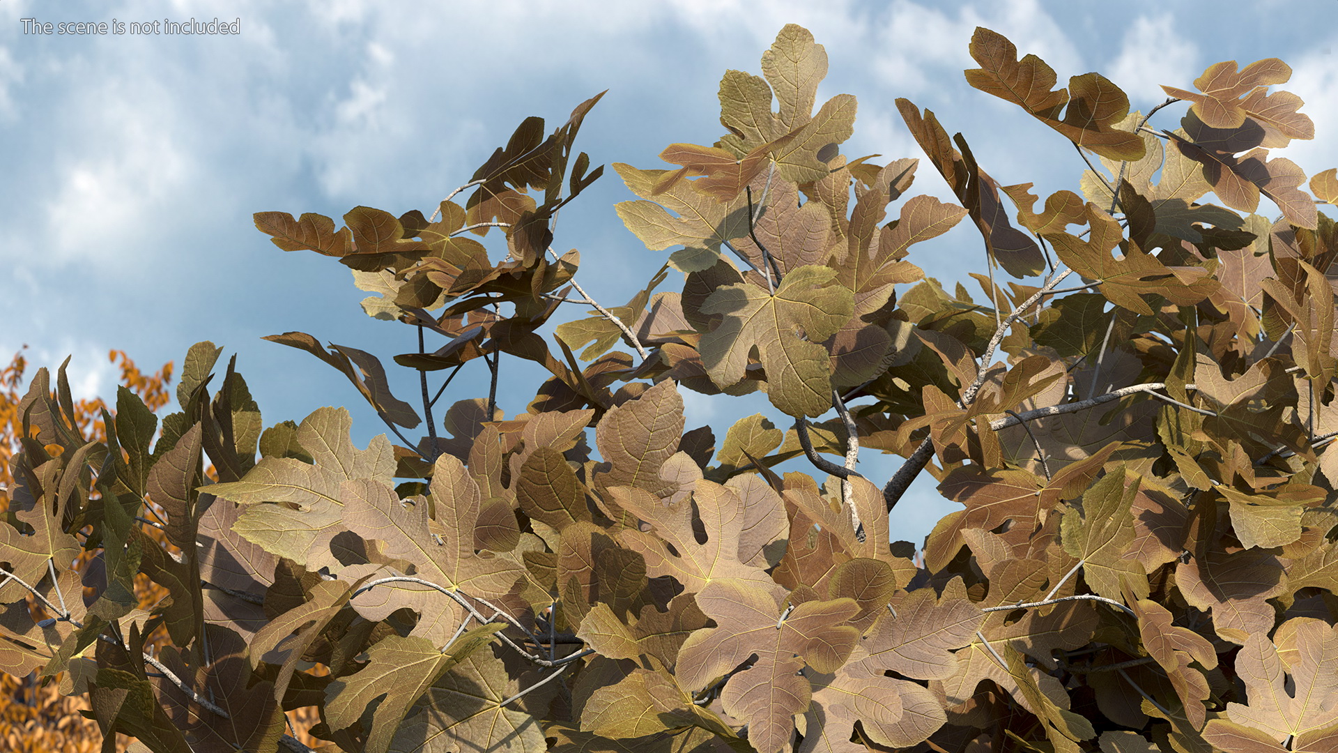 3D Autumn Fig Tree Two Trunks