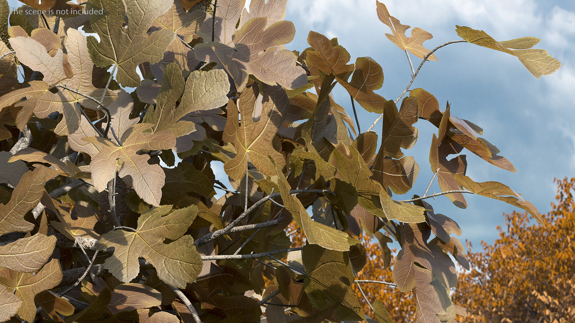 3D Autumn Fig Tree Two Trunks