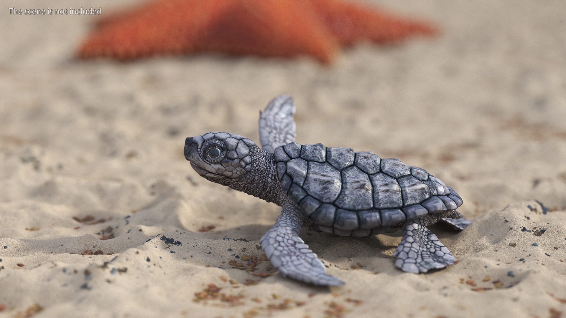 3D Baby Sea Turtle Gray Rigged for Cinema 4D