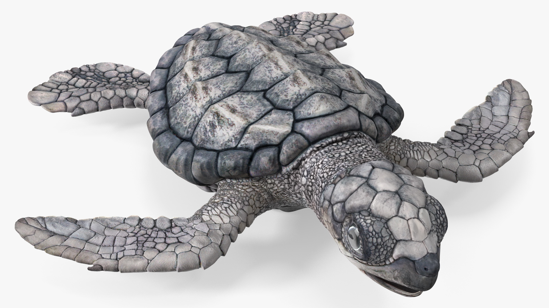 3D Baby Sea Turtle Gray Rigged for Cinema 4D