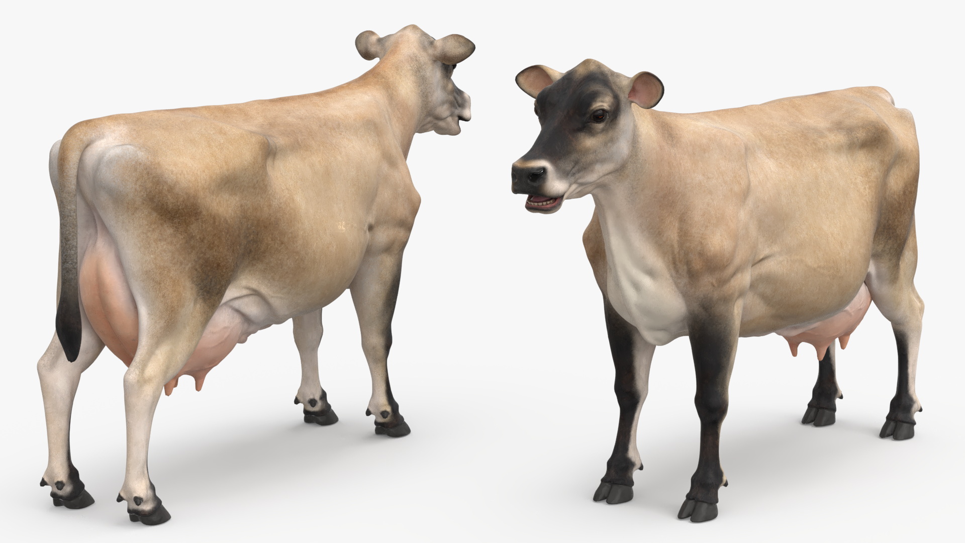 3D Cream Cow Rigged