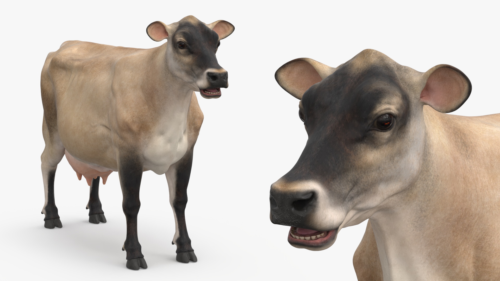 3D Cream Cow Rigged