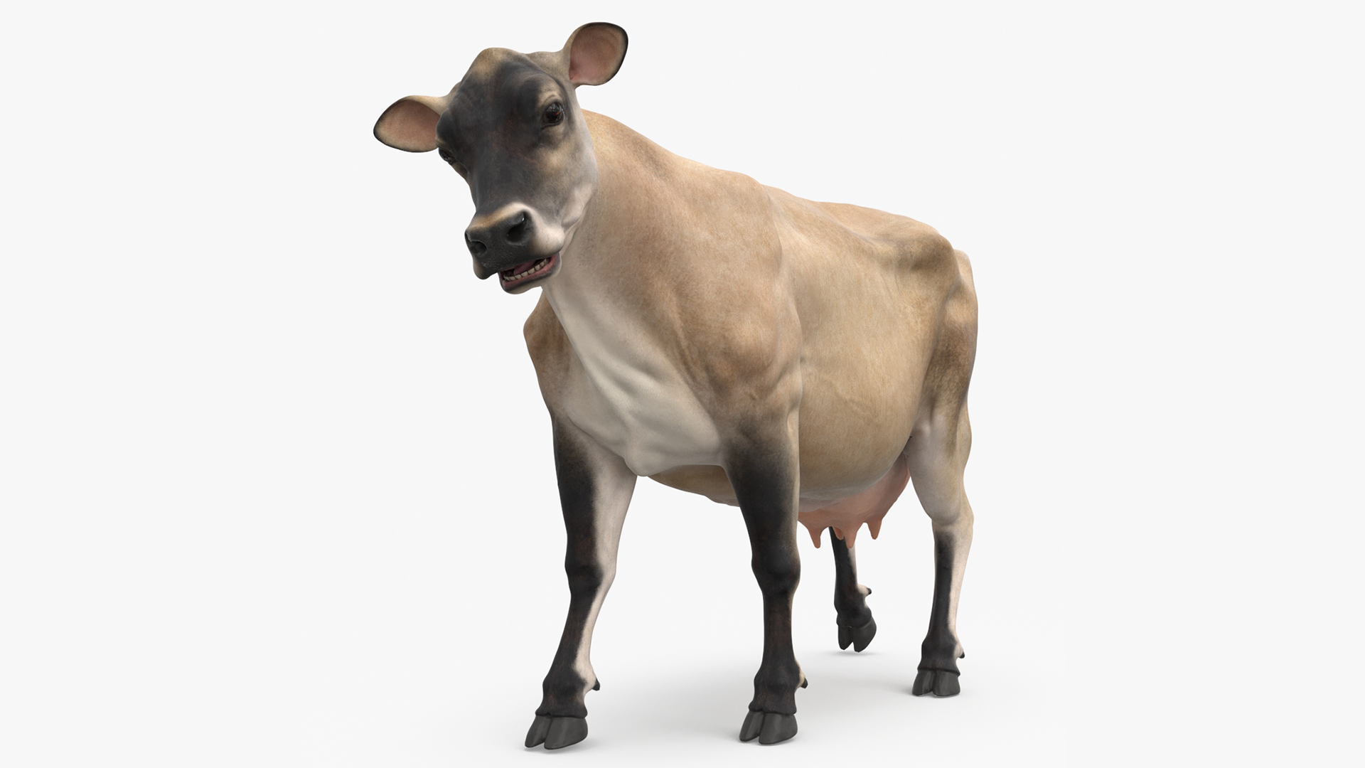 3D Cream Cow Rigged