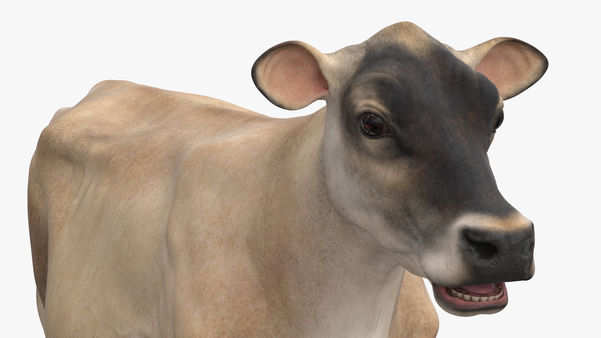 3D Cream Cow Rigged