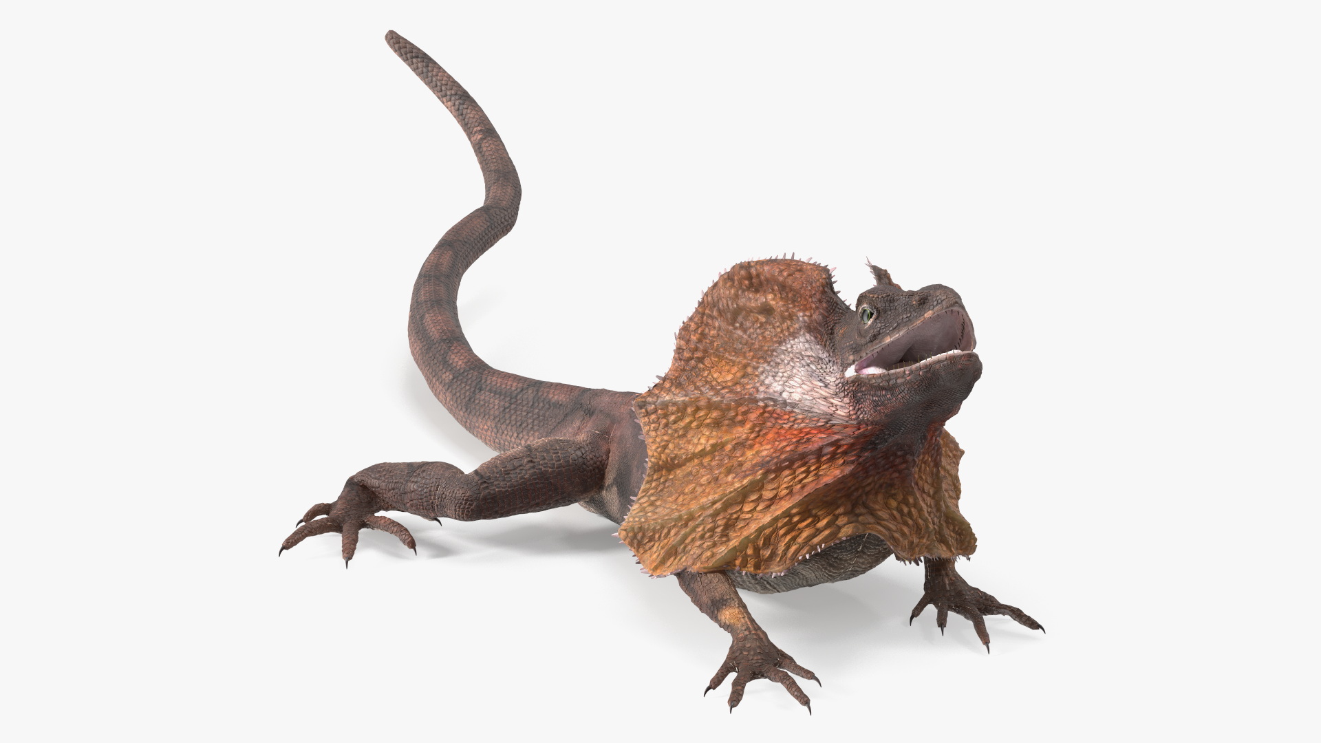 3D Frilled Dragon Crawling Pose model