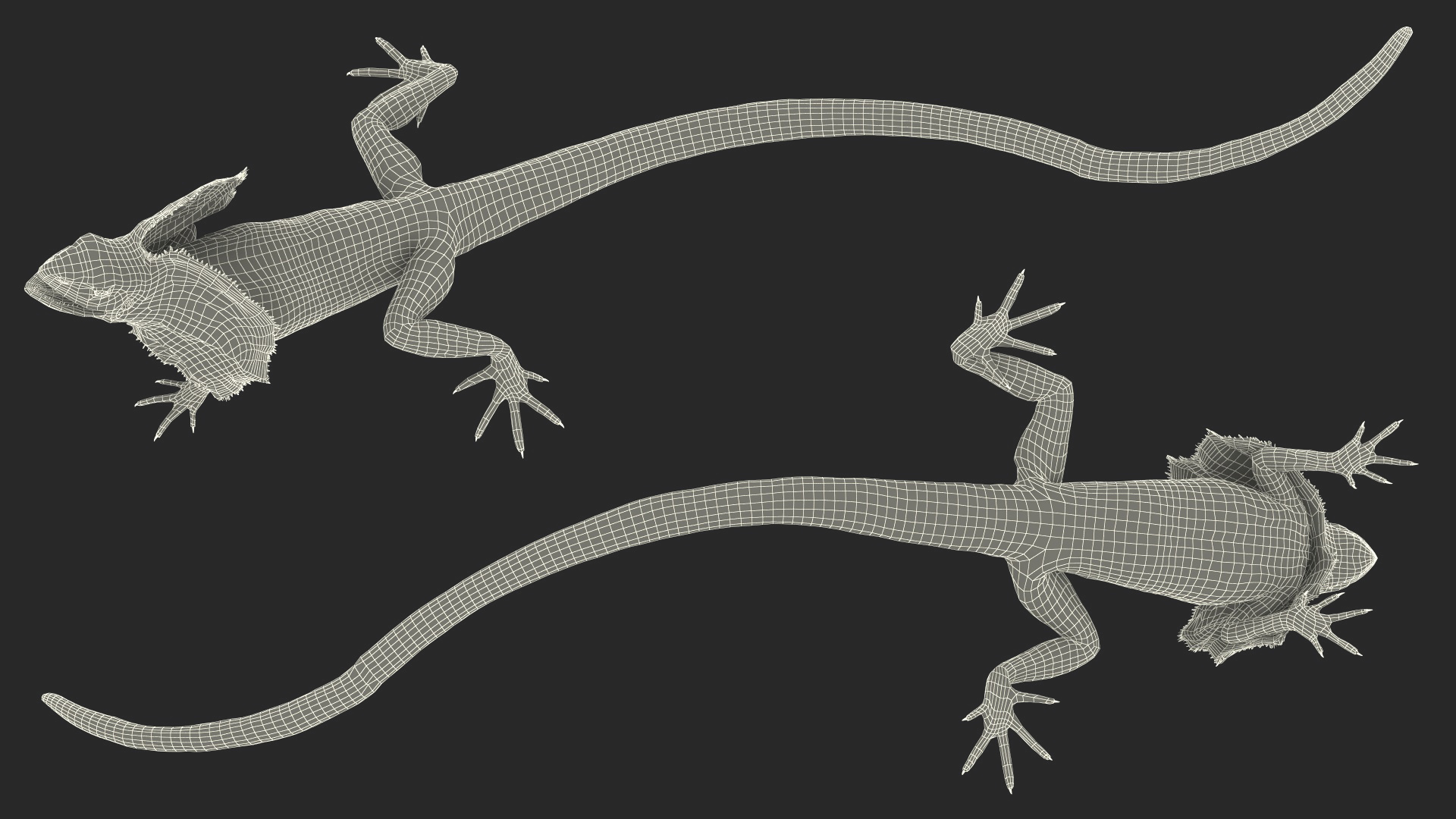 3D Frilled Dragon Crawling Pose model