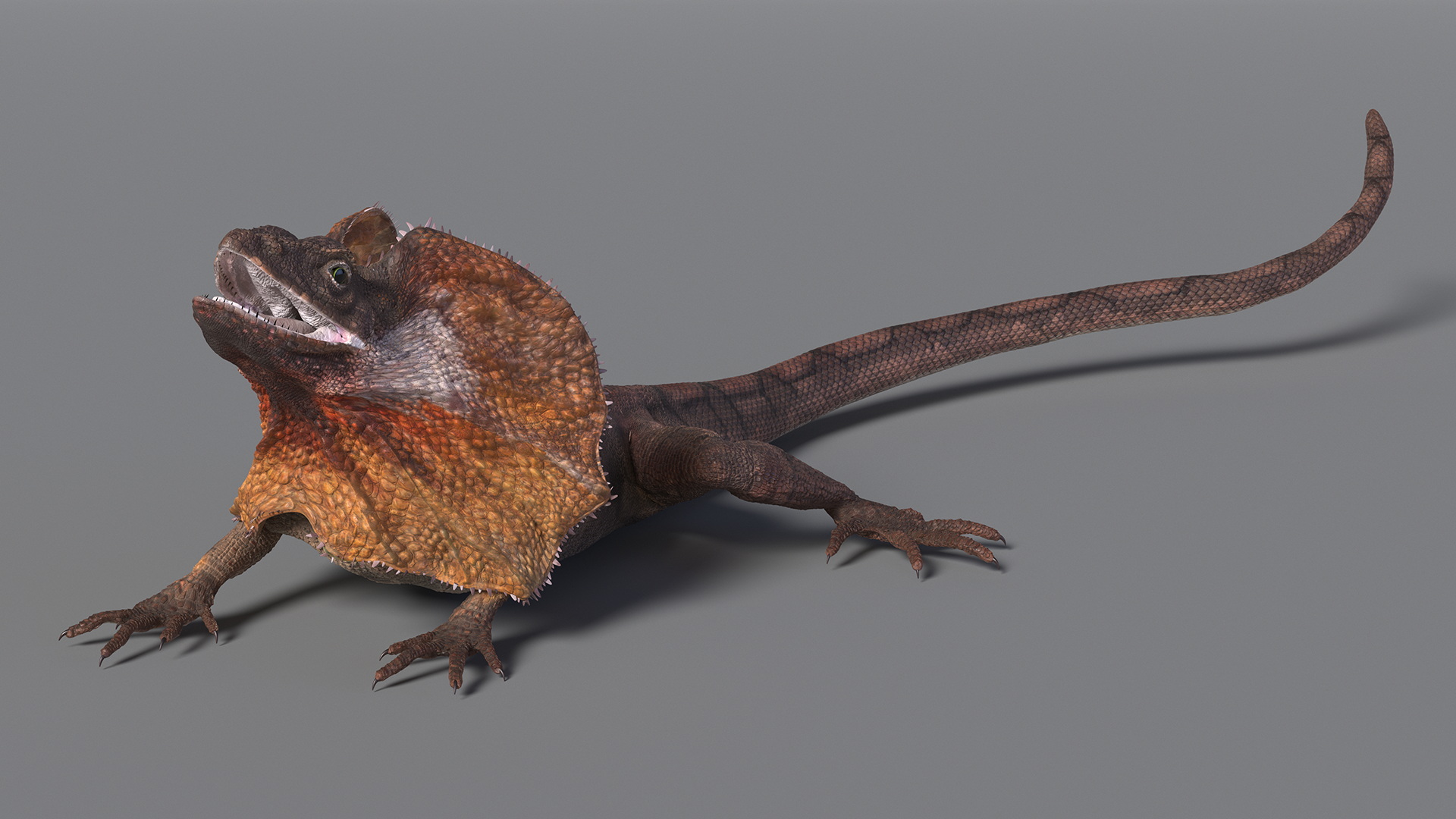 3D Frilled Dragon Crawling Pose model