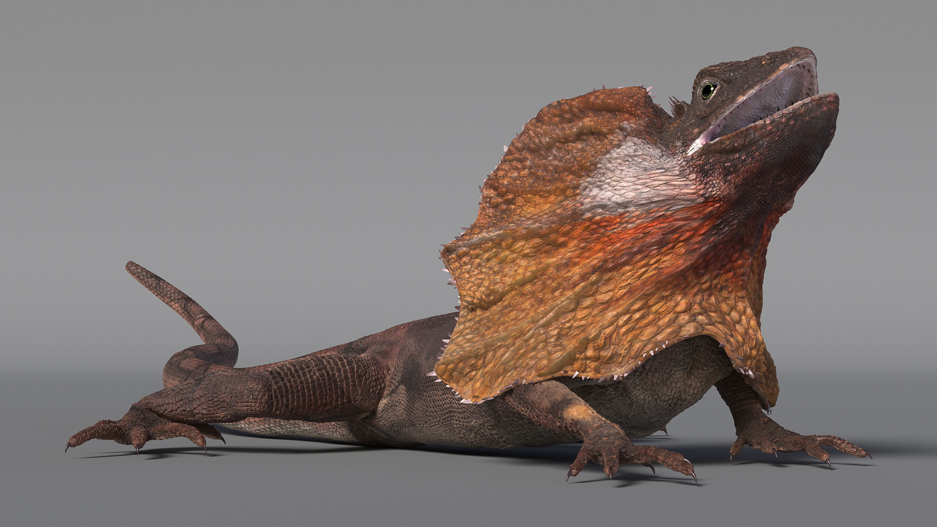 3D Frilled Dragon Crawling Pose model